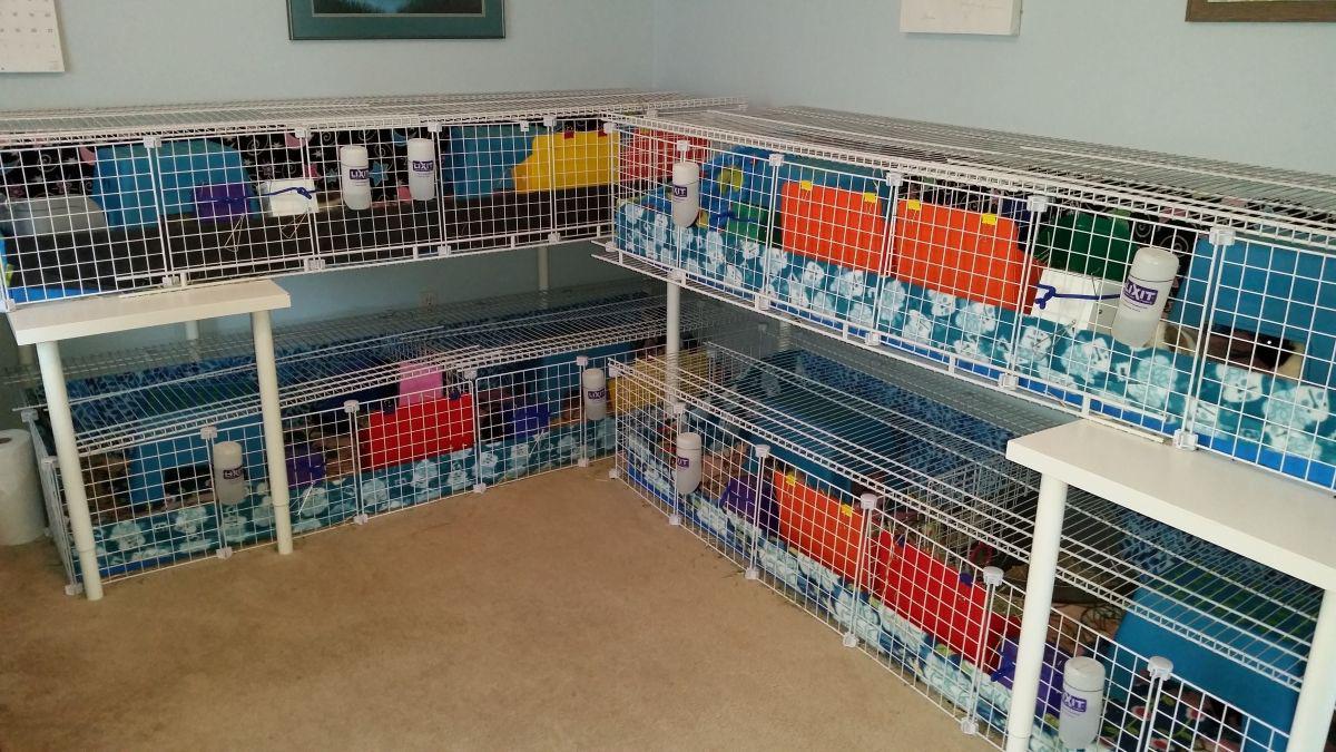 Would plywood be safe for pigs? r/guineapigs