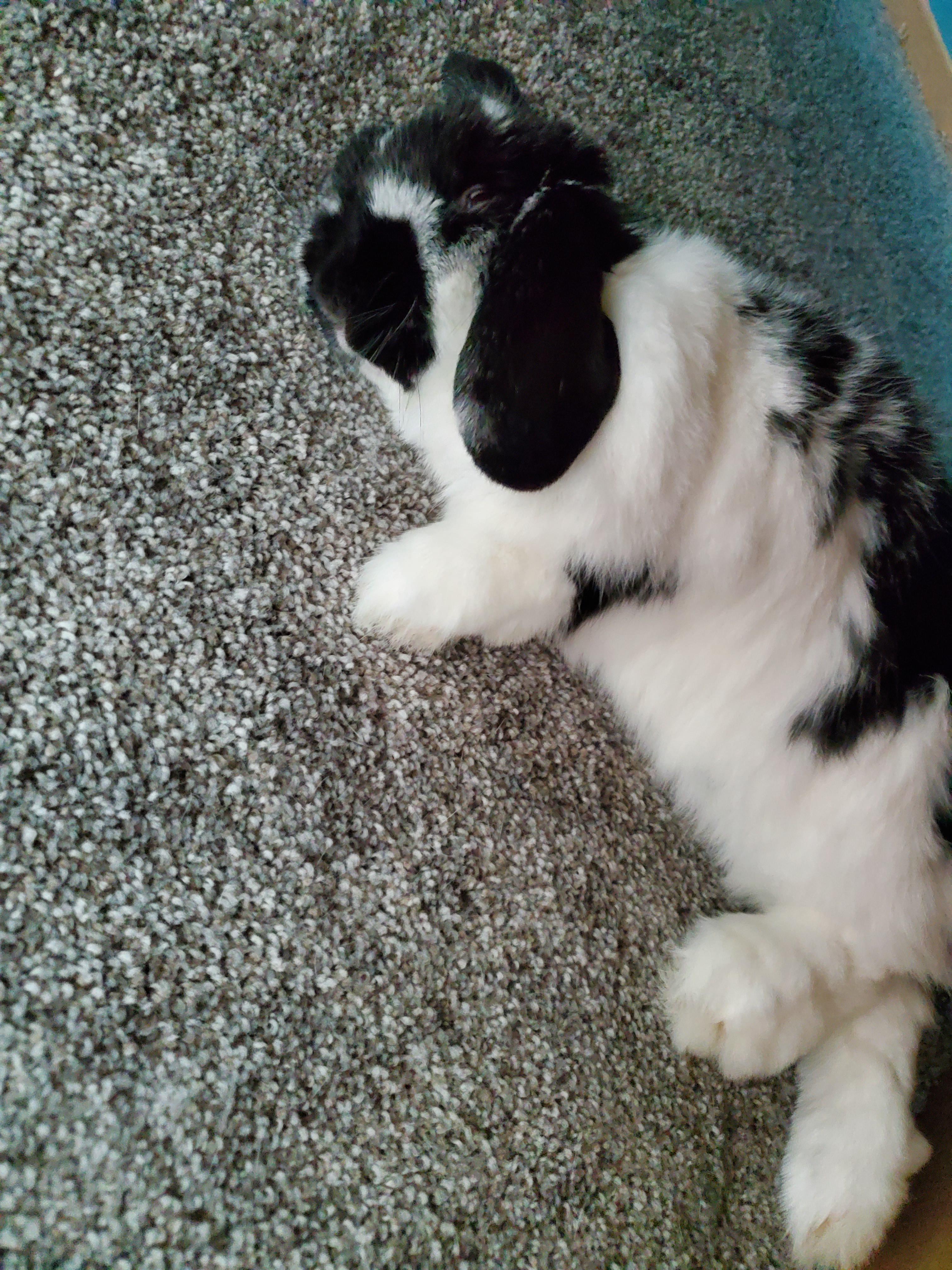 That "done" moment r/Rabbits