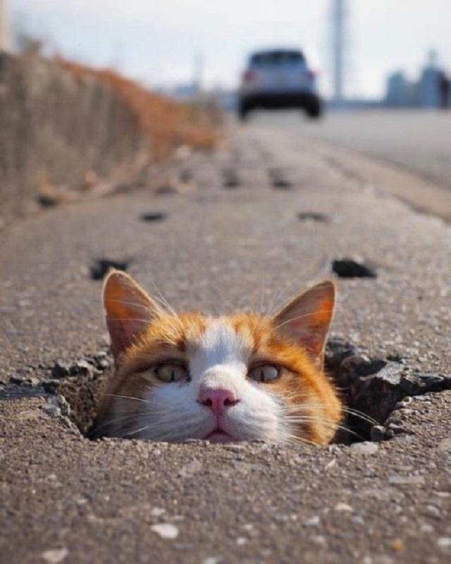 Stray cats playing in drain pipe holes in Japan (Nyankichi Rojiupa) r