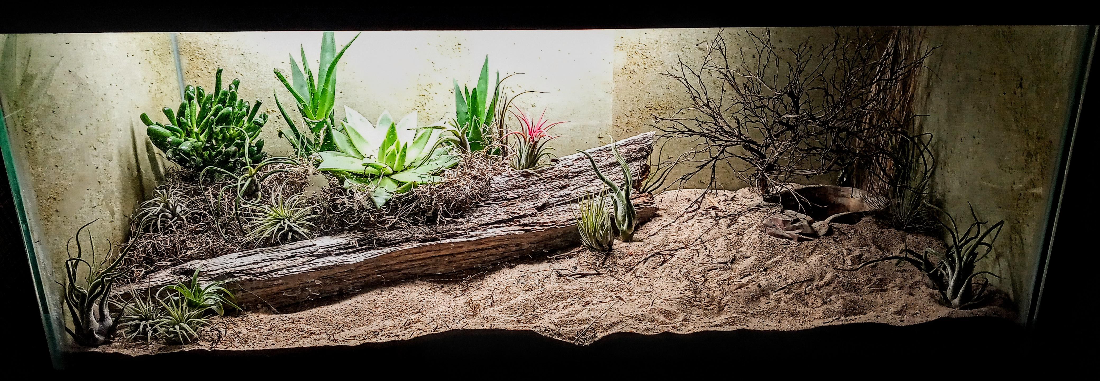 Added some air plants to the sand boa terrarium. I think it's complete