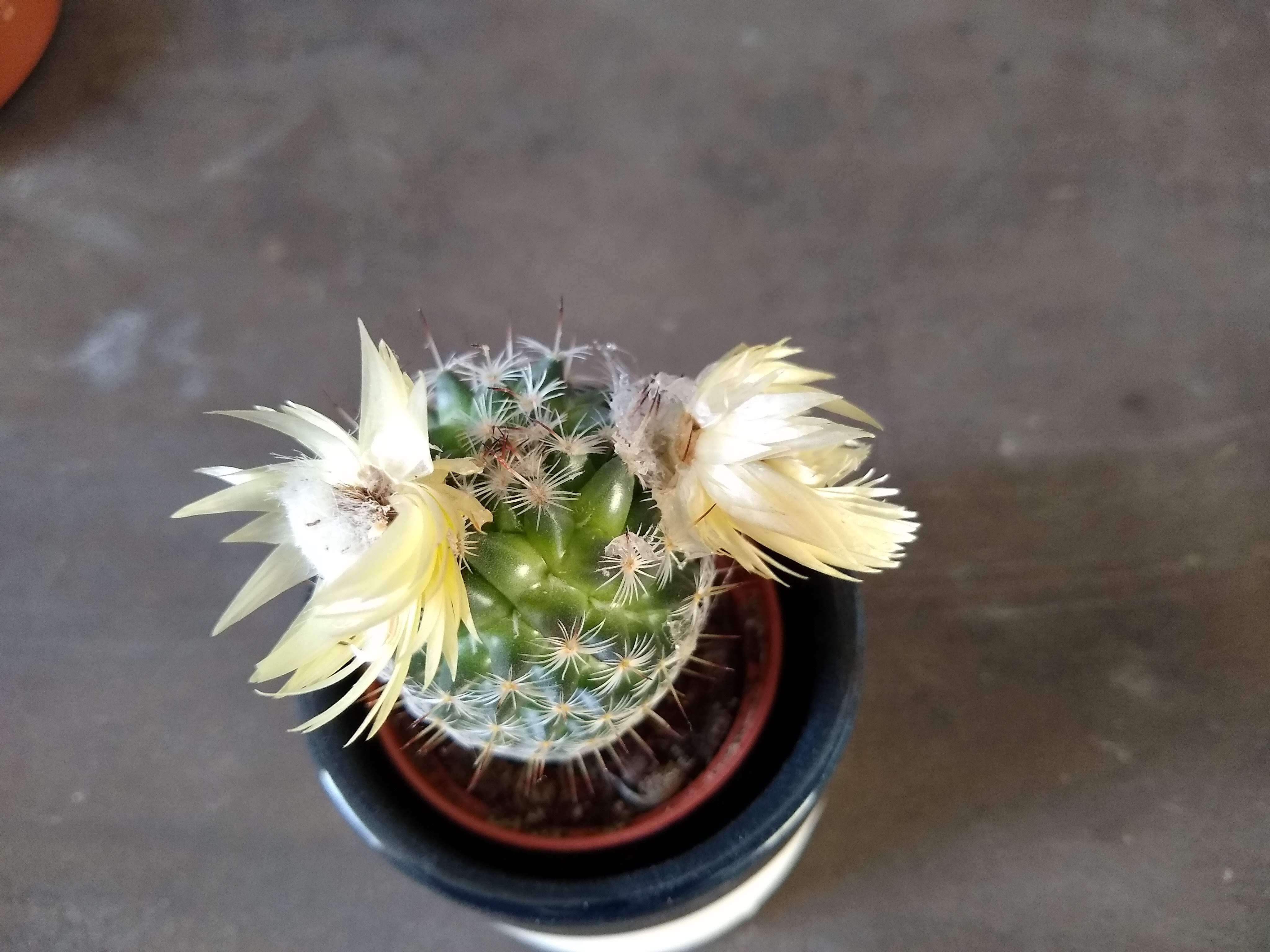 This cacti I bought has fake flowers which are hot glued on. How should I remove it, to prevent