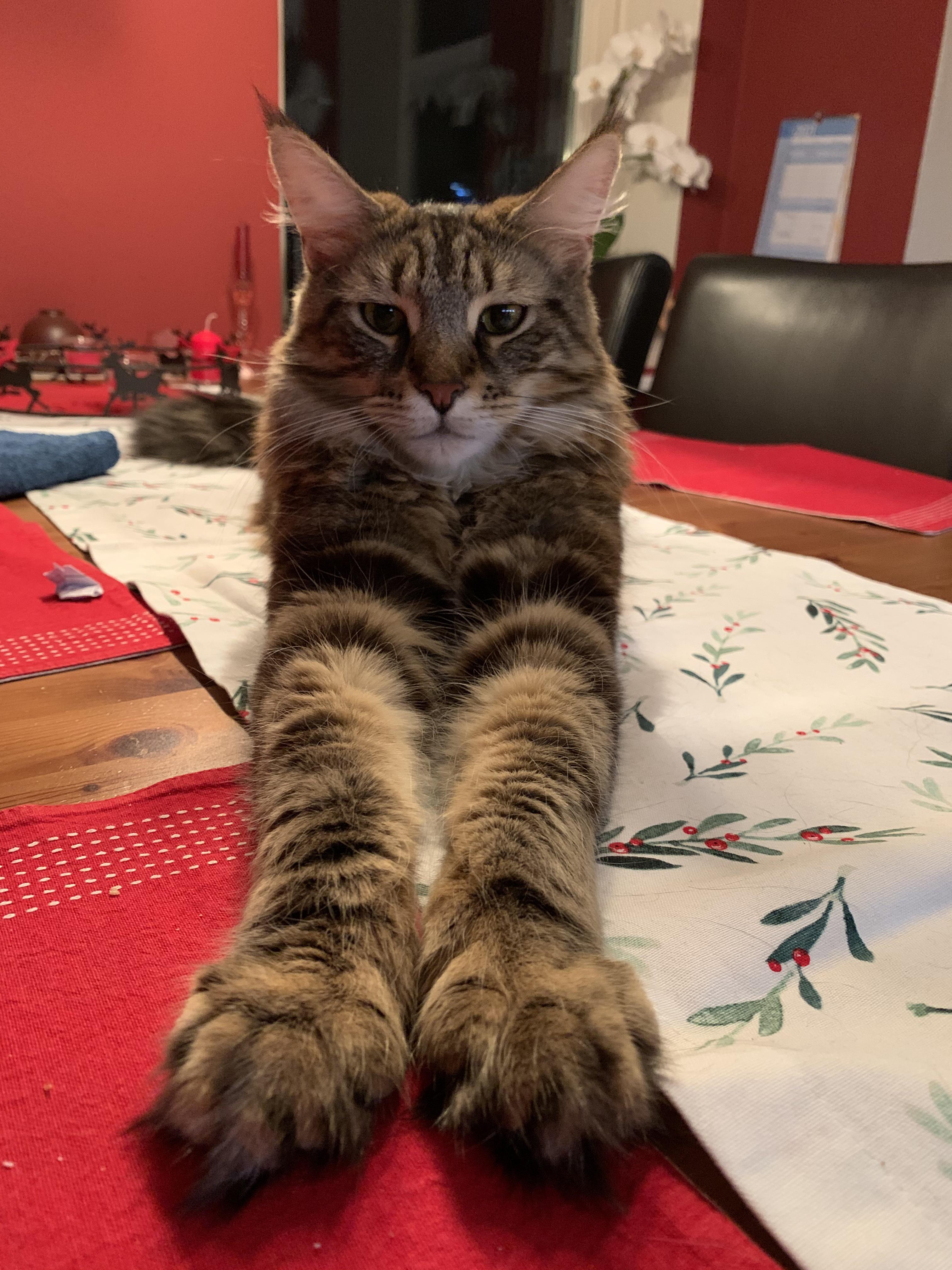 Monty‘s got some real big paws and he likes to show them off. r