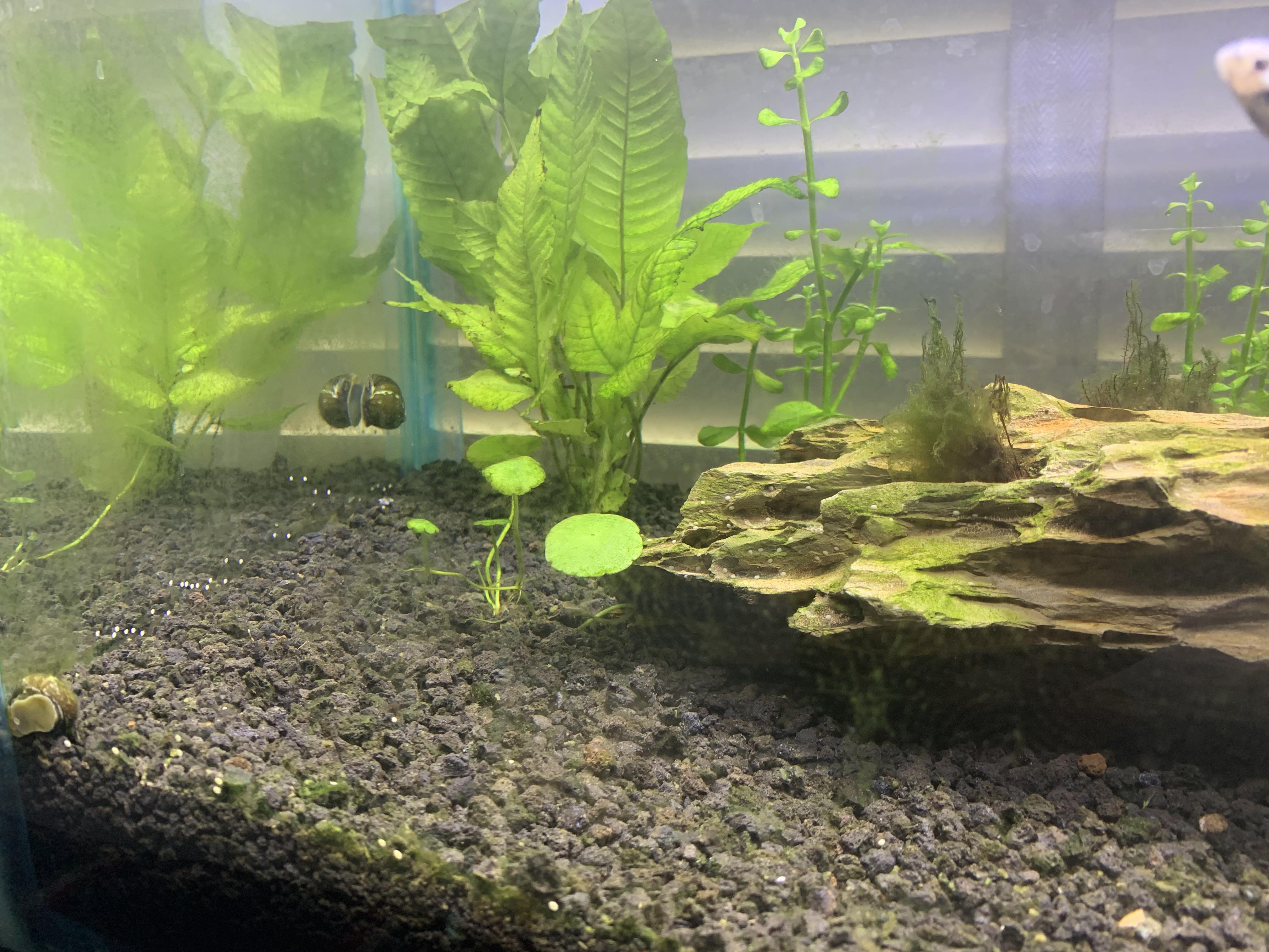 White spots on aquarium? r/Aquariums