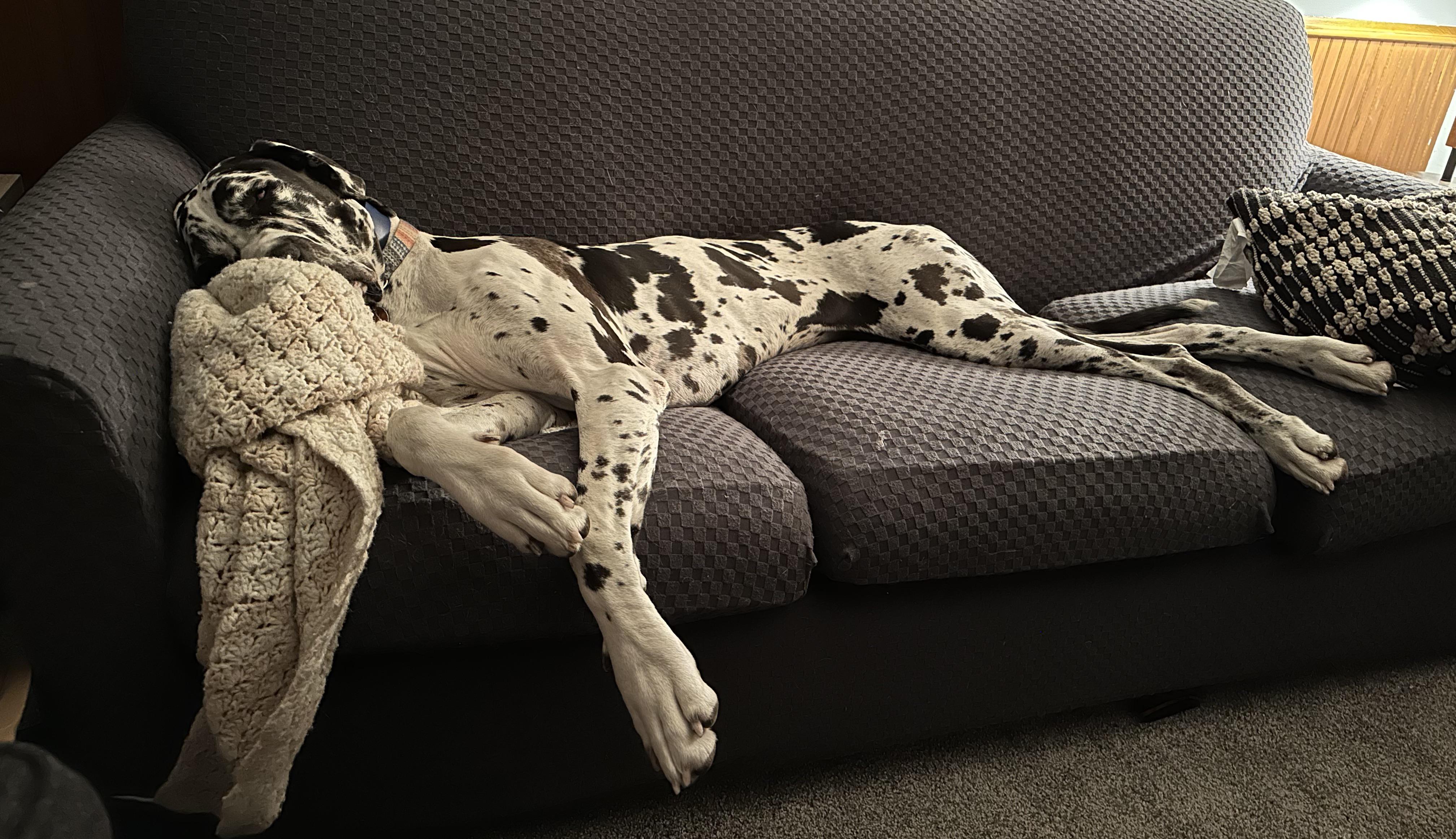 Danes get dibs on the couches r/greatdanes
