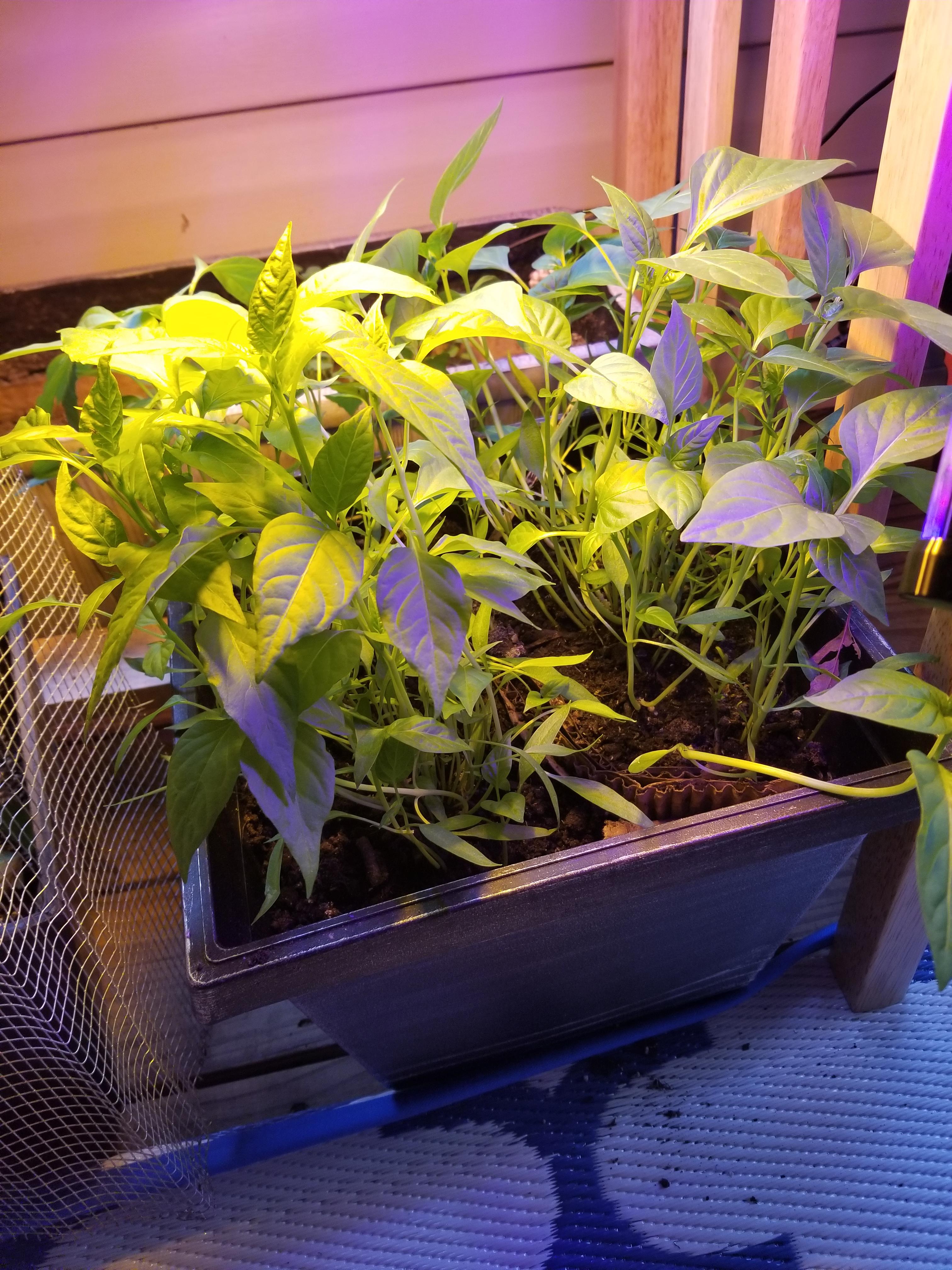 Peppers growing well but no "fruit", why?