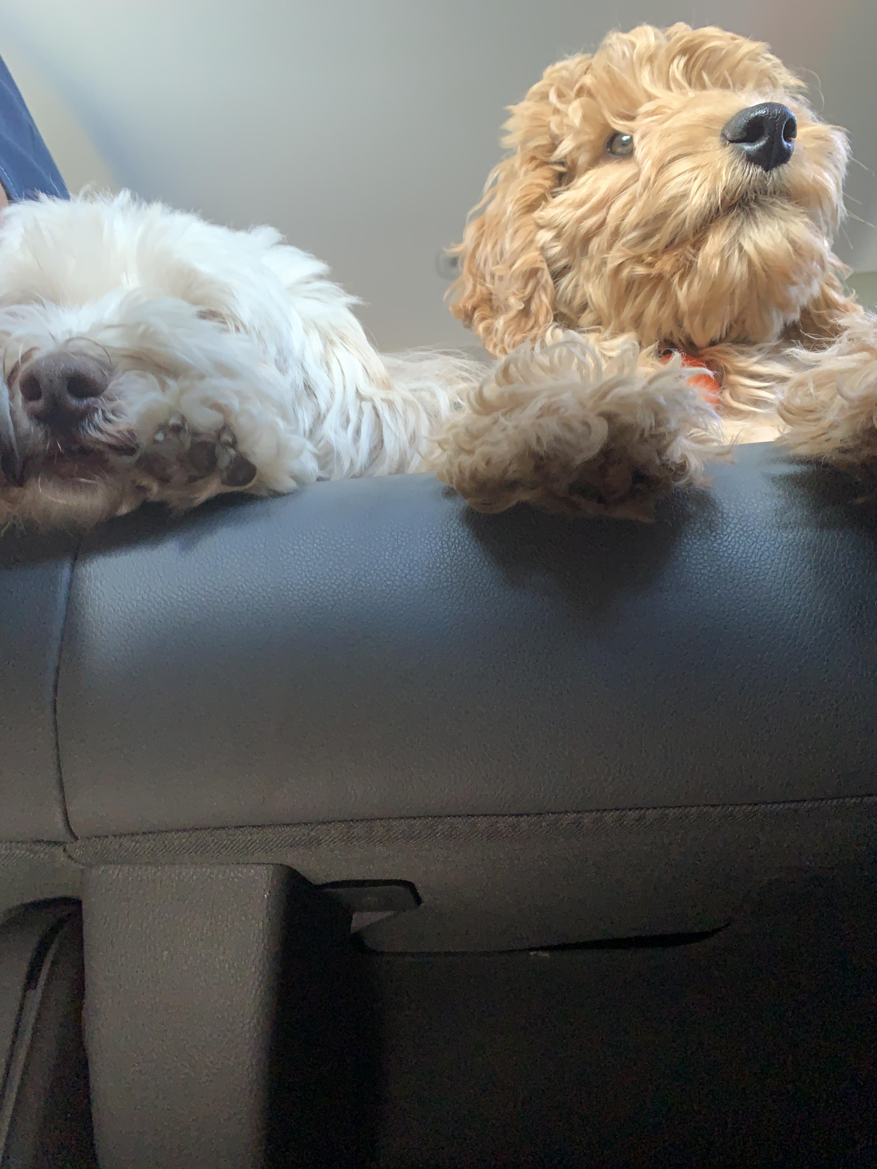 My 6 year old dog (left) and my brothers puppy (right). r/aww