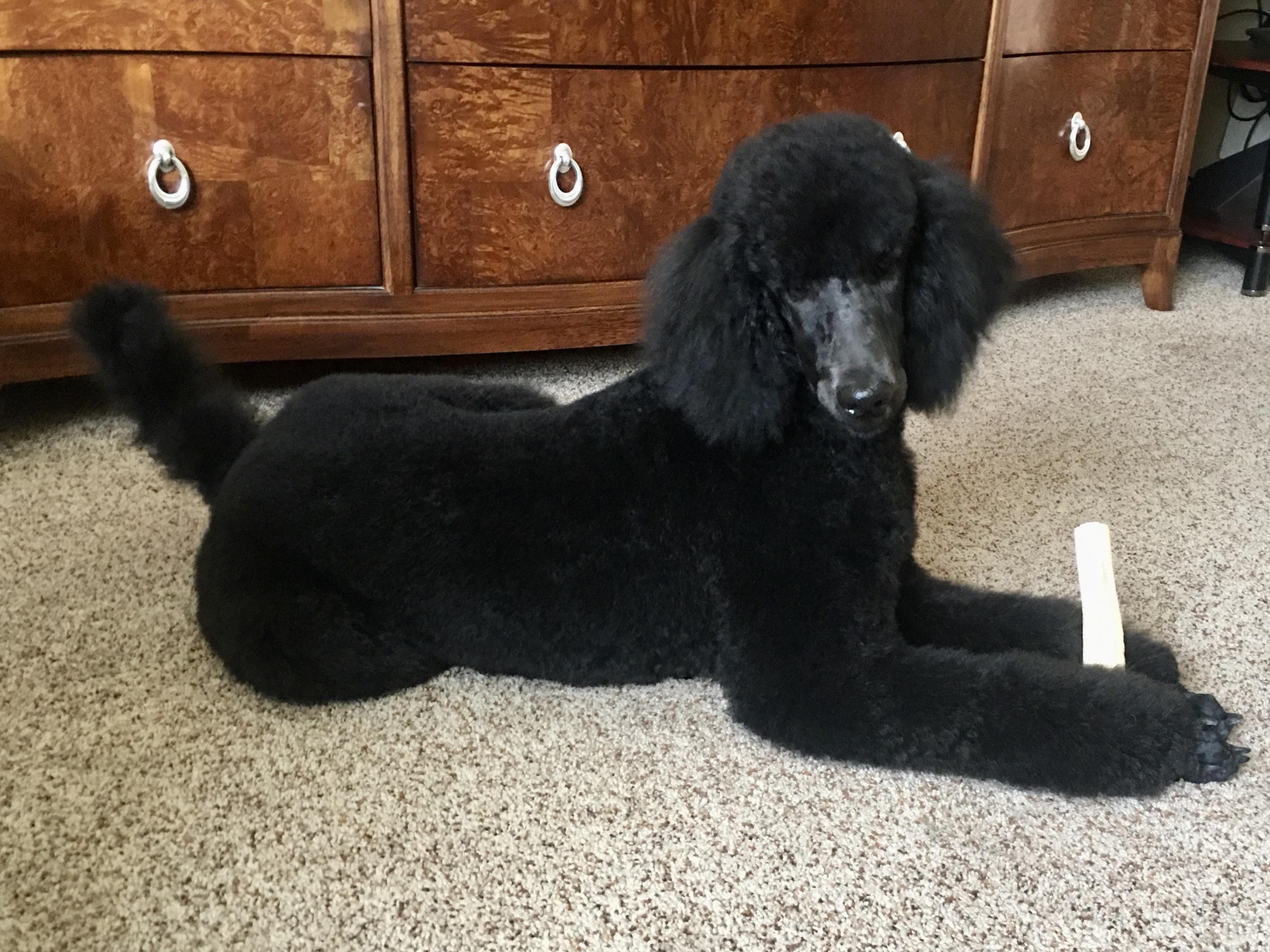 New haircut, new chew toy (6mo standard) r/poodles