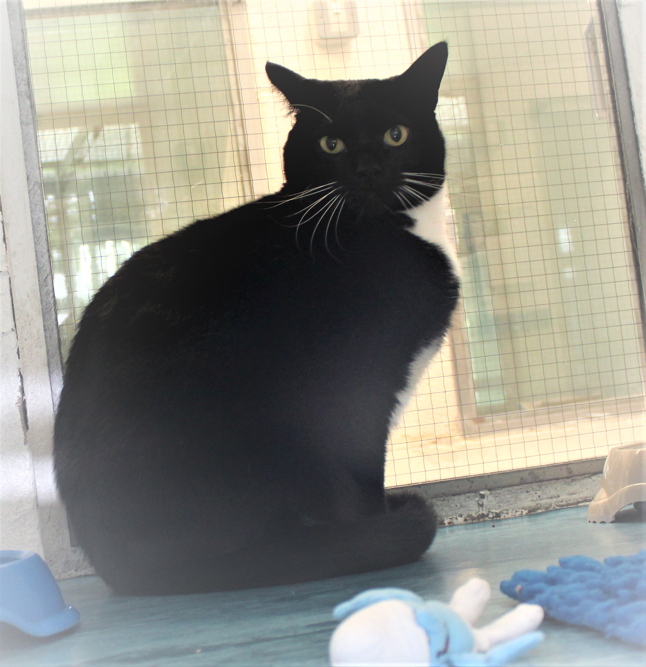 Chico the handsome tuxedo cat has spent 169 days at the Cats Protection