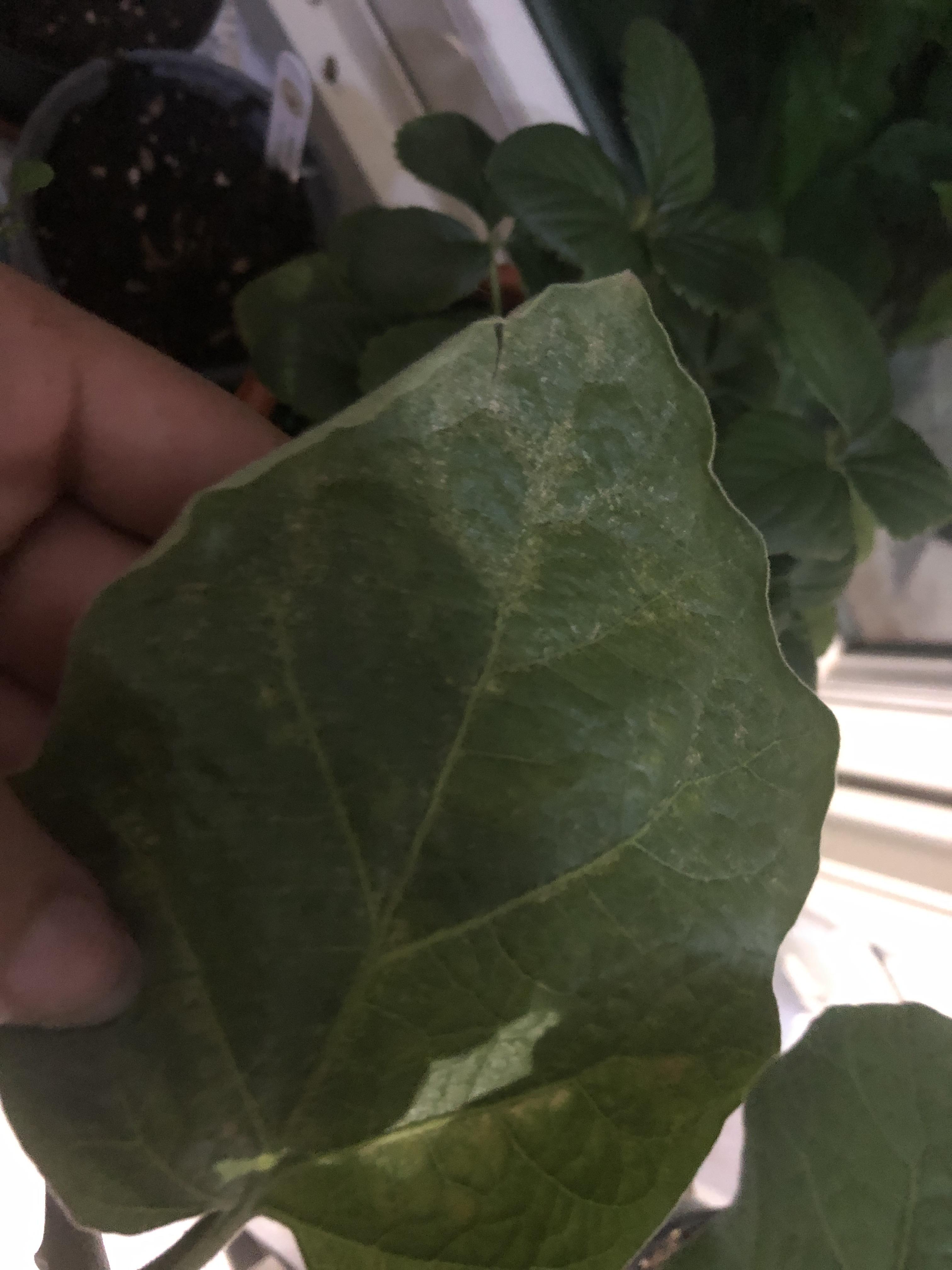 what is happening to my eggplant leaves! r/plants
