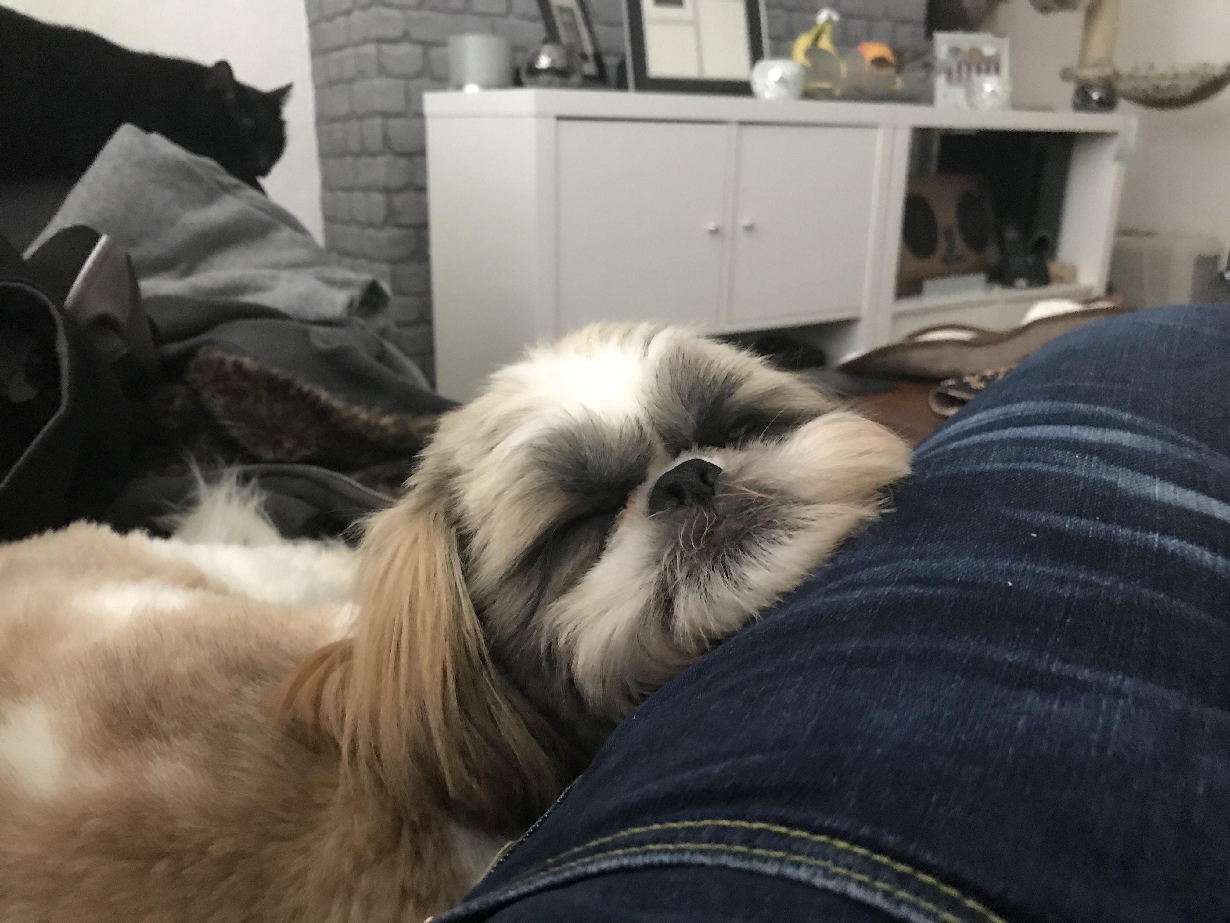 All tuckered out Shihtzu
