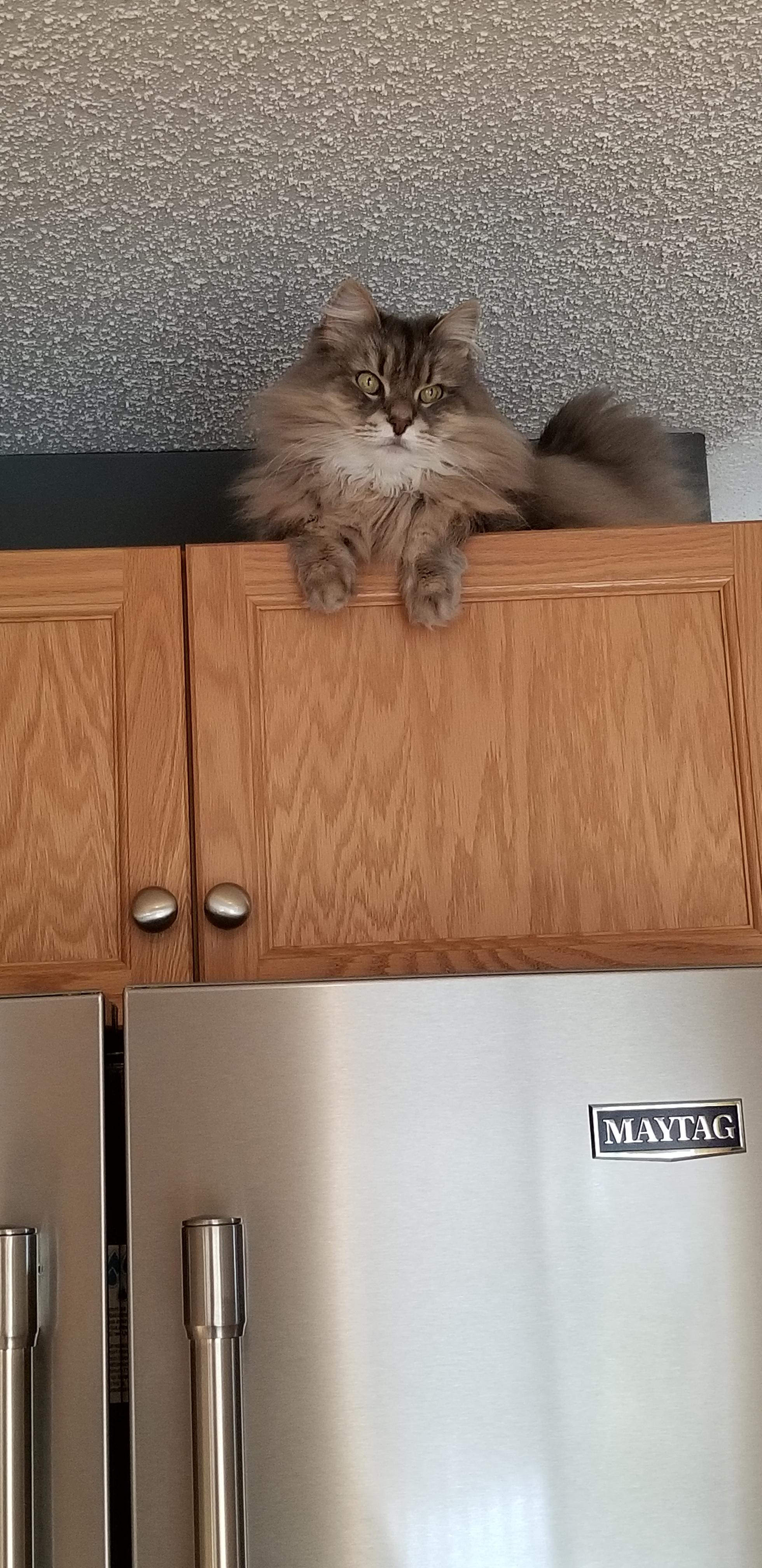 In response to questions about Siberians jumping... ok, there IS a