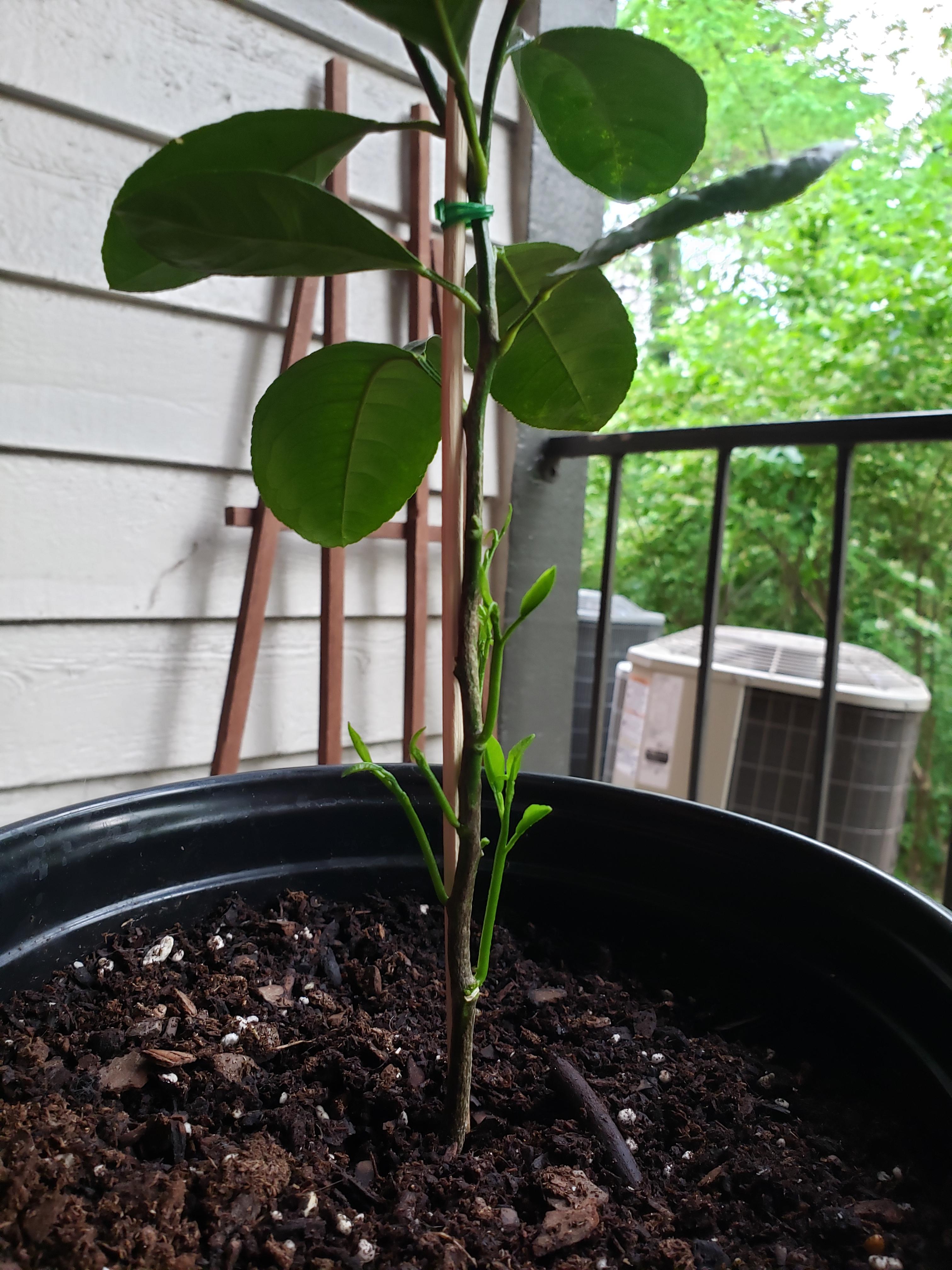 This is my 1 year old meyer lemon that I've grown from seed and I'm