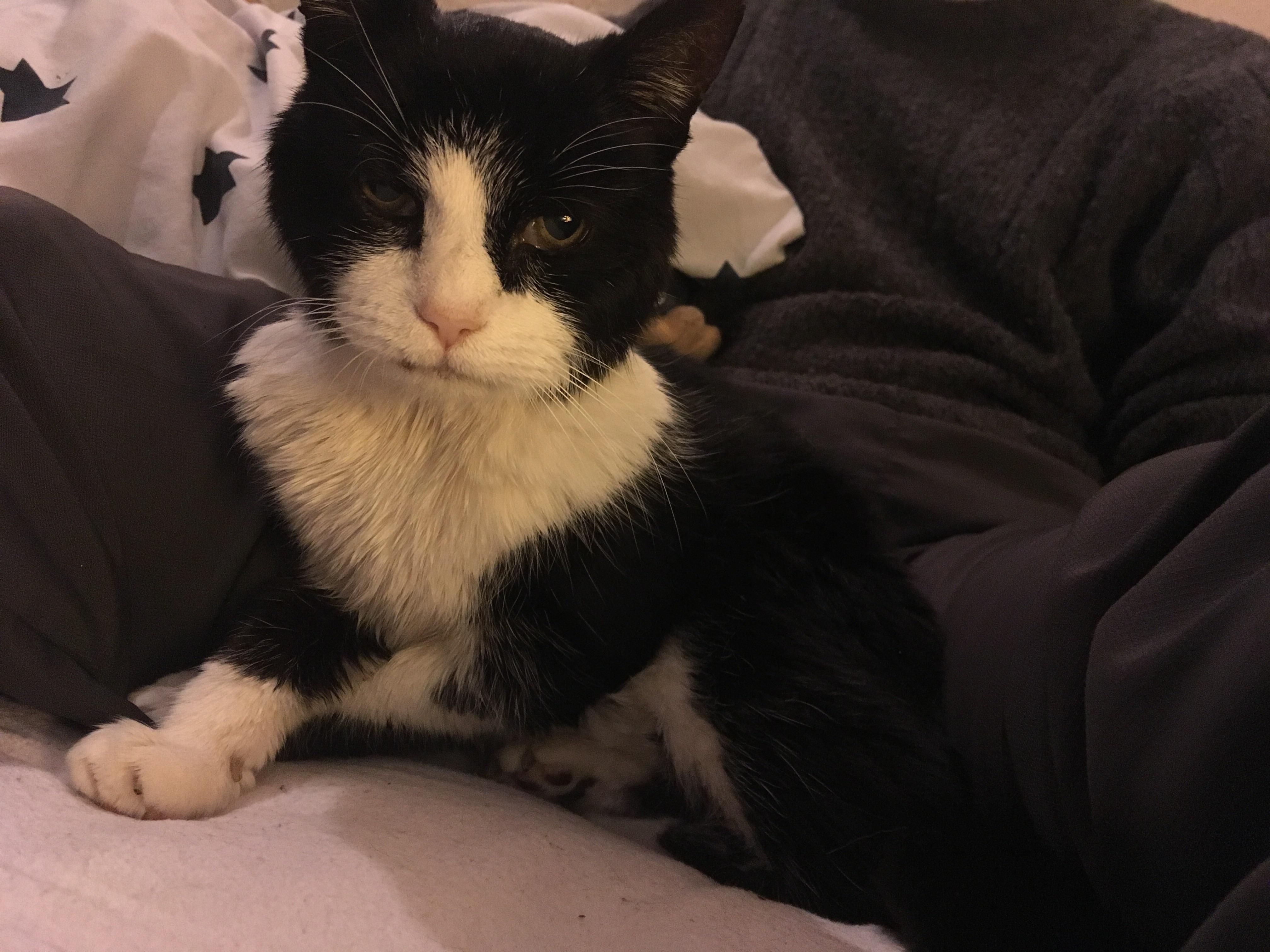 This is my cat, He's 20 years old, and unfortunately he isn't