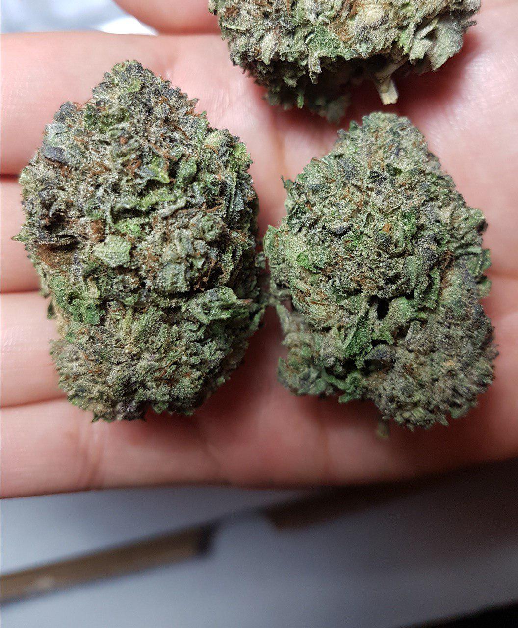 BC Purple Kush ExclusiveBud Apr 2019 r/MOMpics