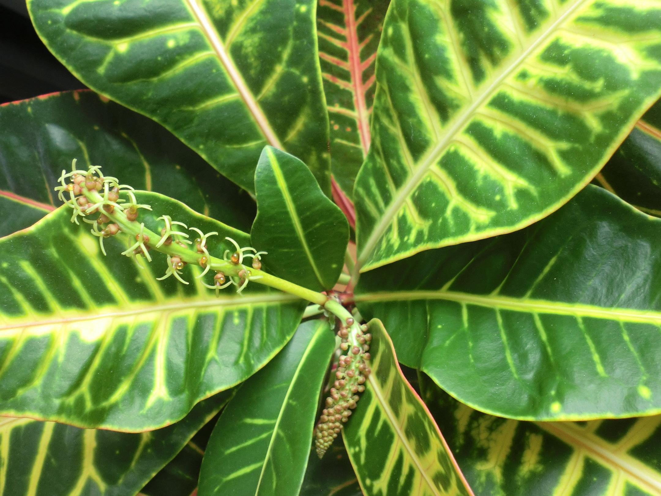 My Croton is blooming and it looks really fscking weird! 😅 r/houseplants