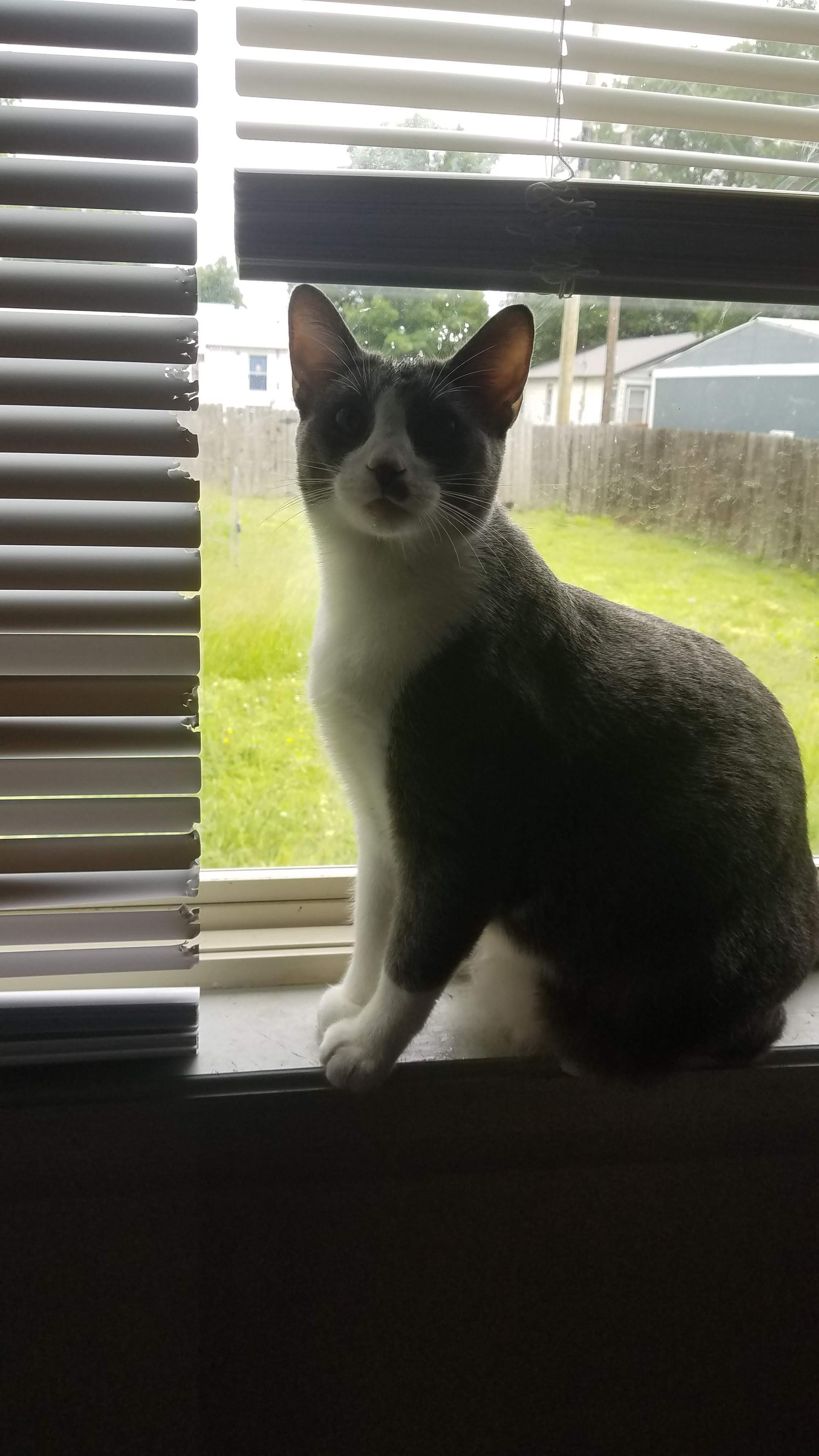 Milo's growth chart... r/aww