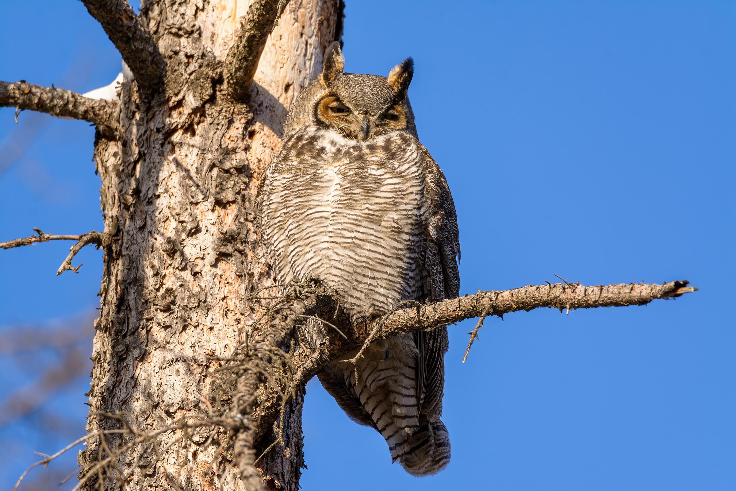 Great Horned Owl St. Albert, Alberta, Canada r/Owls