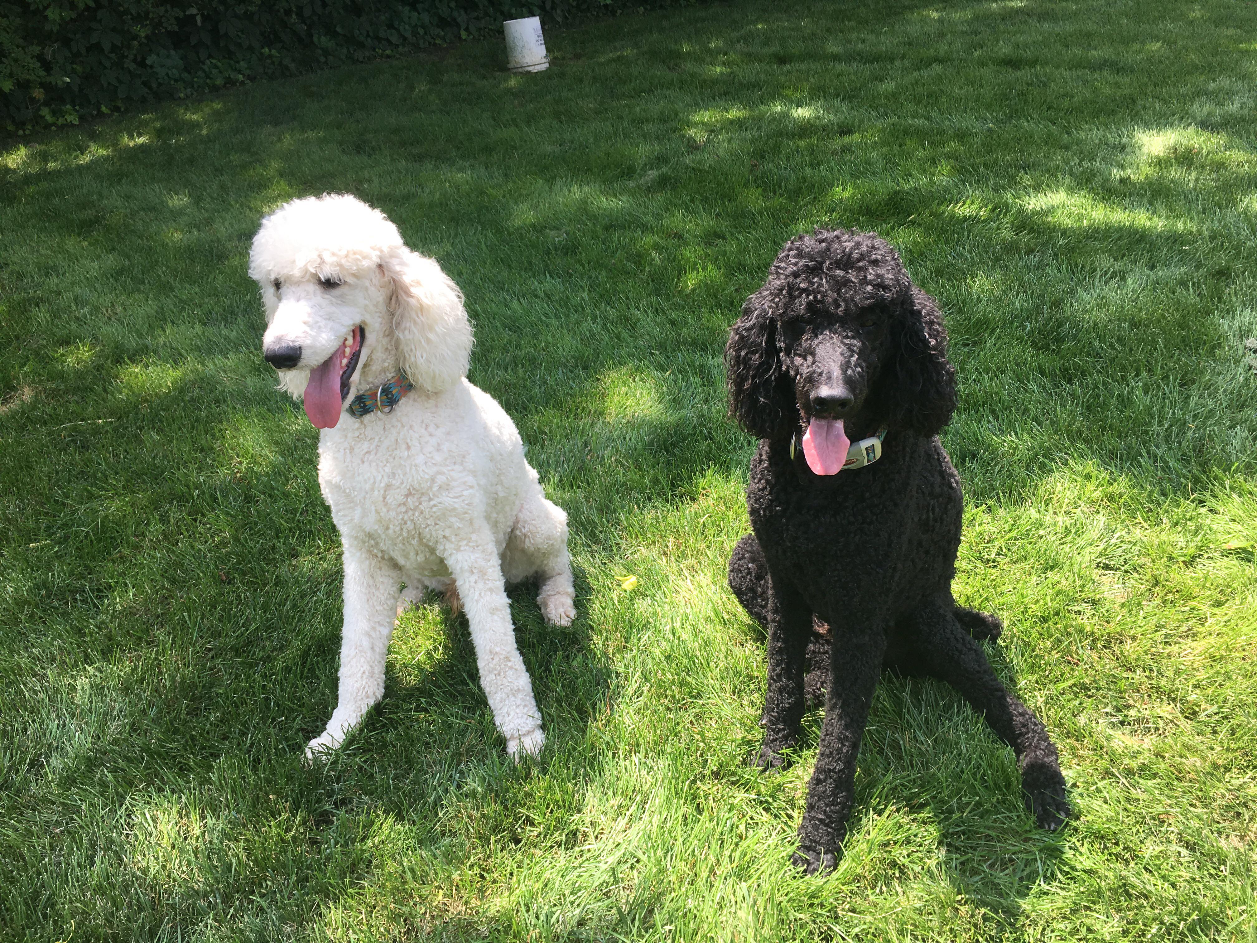 My Mom’s two poodles. r/poodles