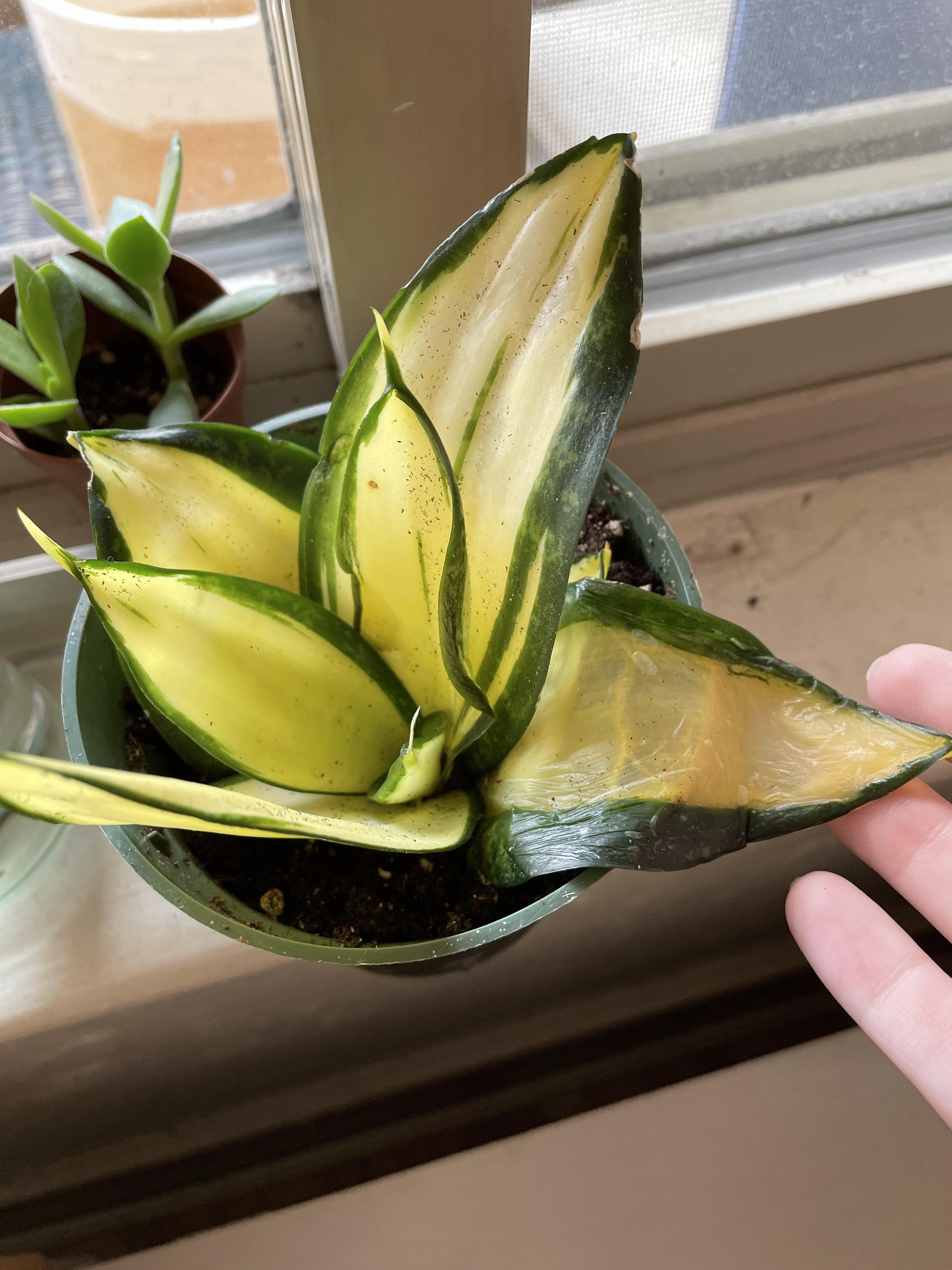 What happened to my snake plant? Leaf is super limp and falling over