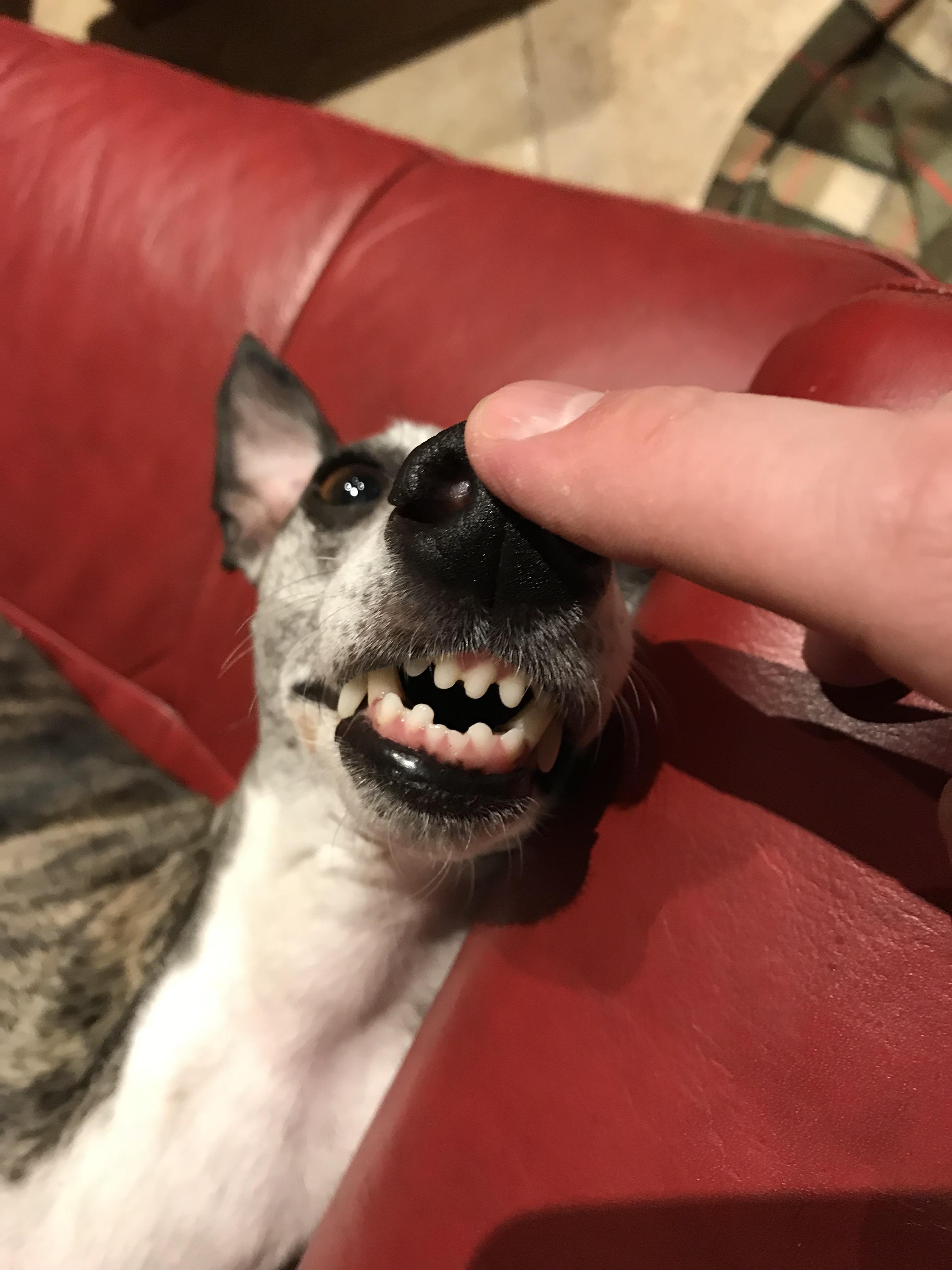 Vicious guard dog bears her teeffs r/aww