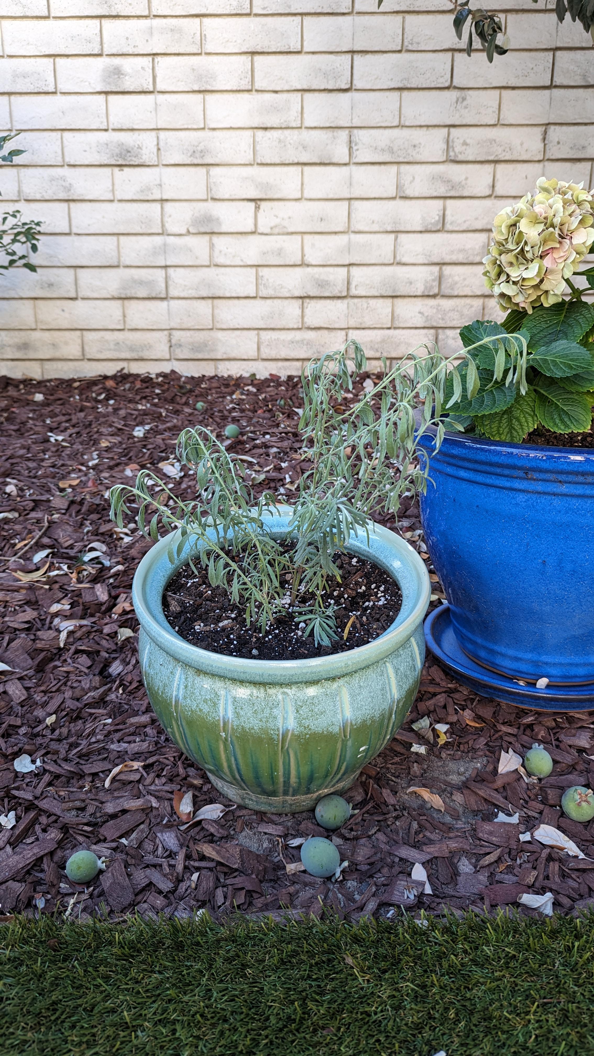 Lavender cuttings immediately wilted. Just cut some lavender cuttings