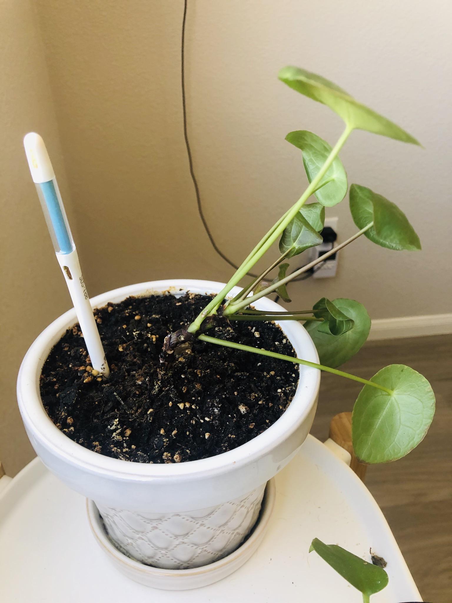 Does anyone know why my Money Plant would completely fall over