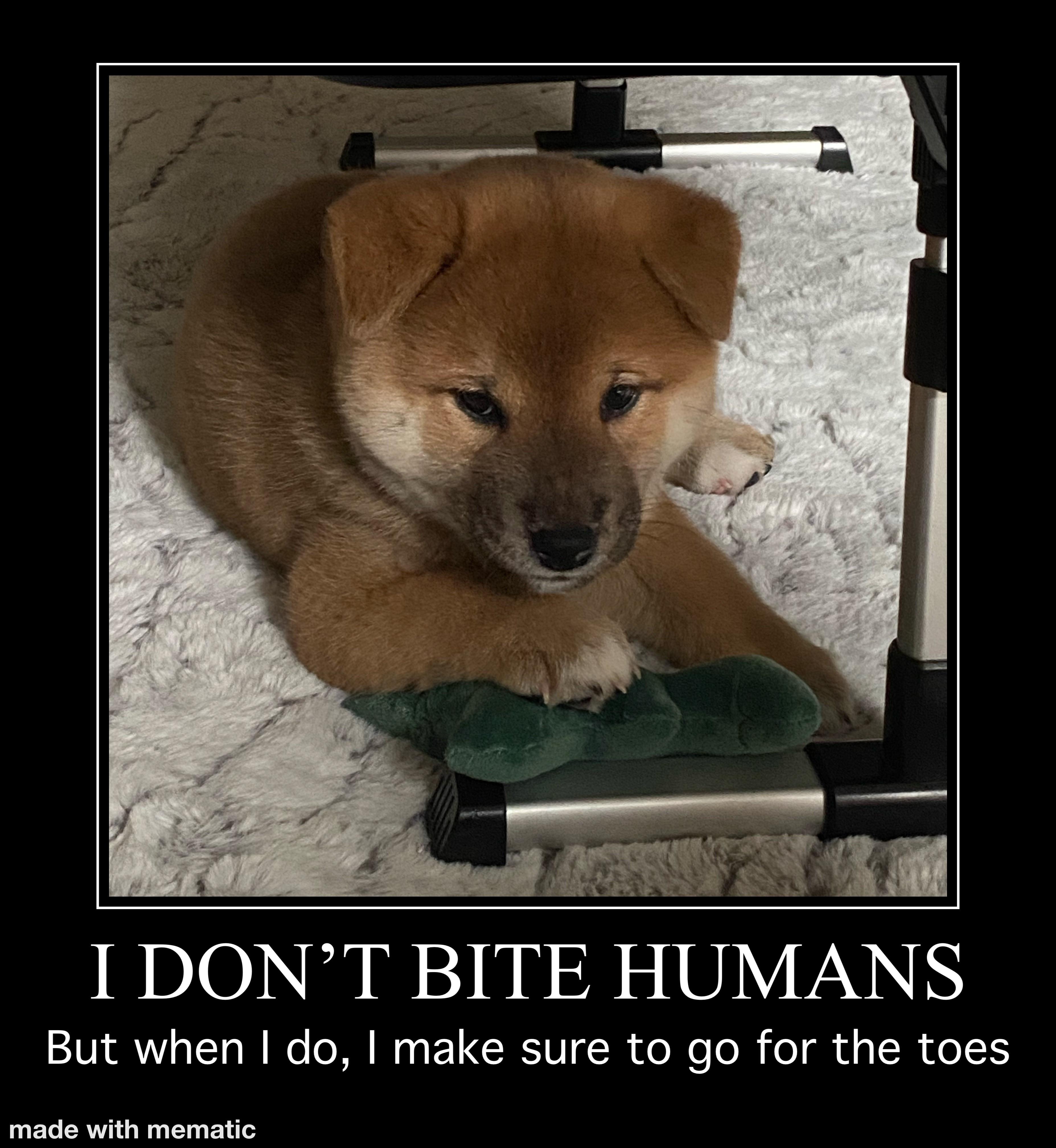 Our new pup is obsessed with toes r/dogmemes