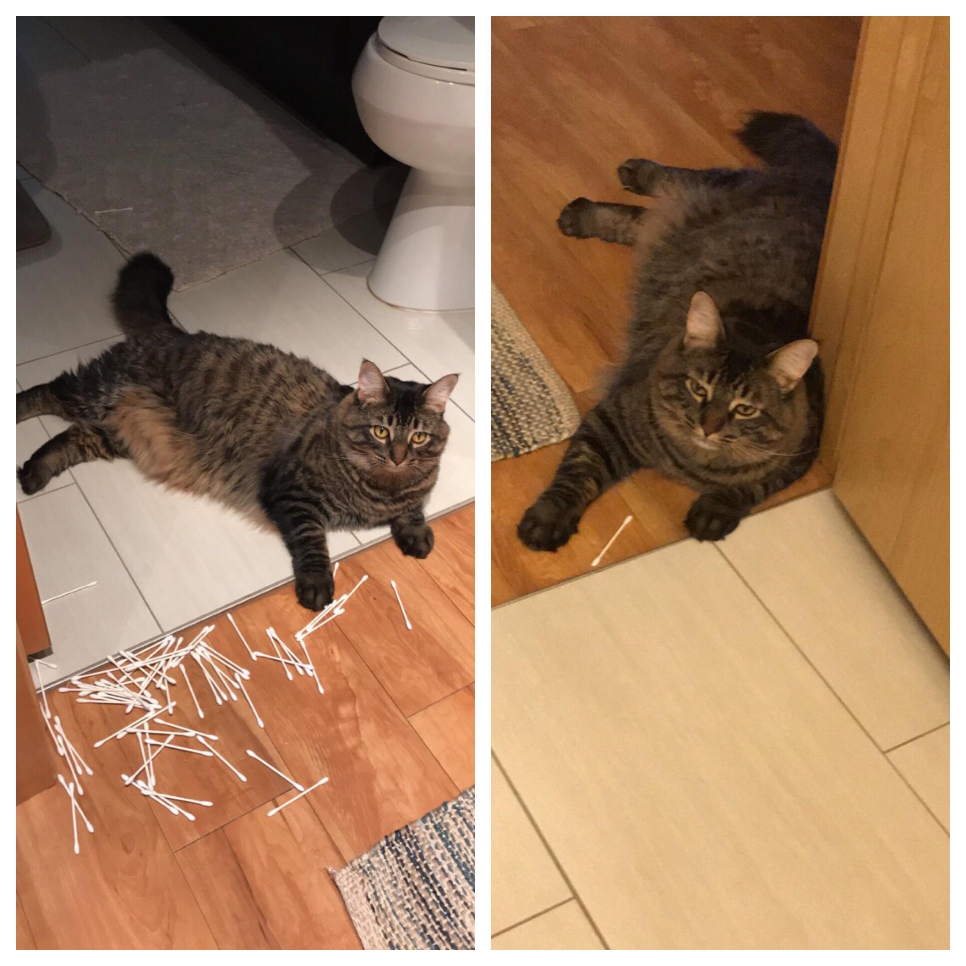 My Cat Has a Strange Fascination With QTips cats