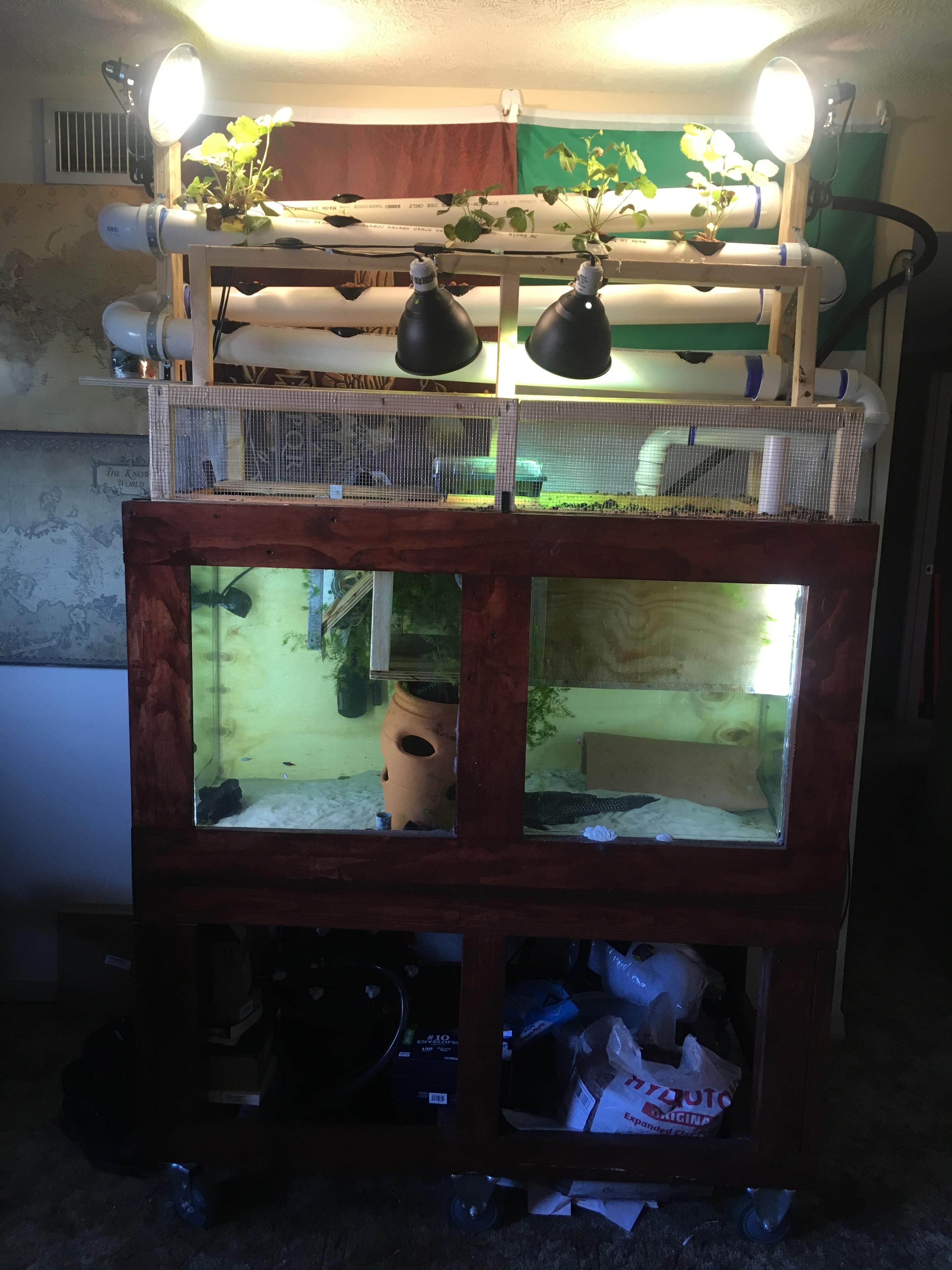 FTS Friday My 150 gallon plywood aquarium. Now featuring aquaponics