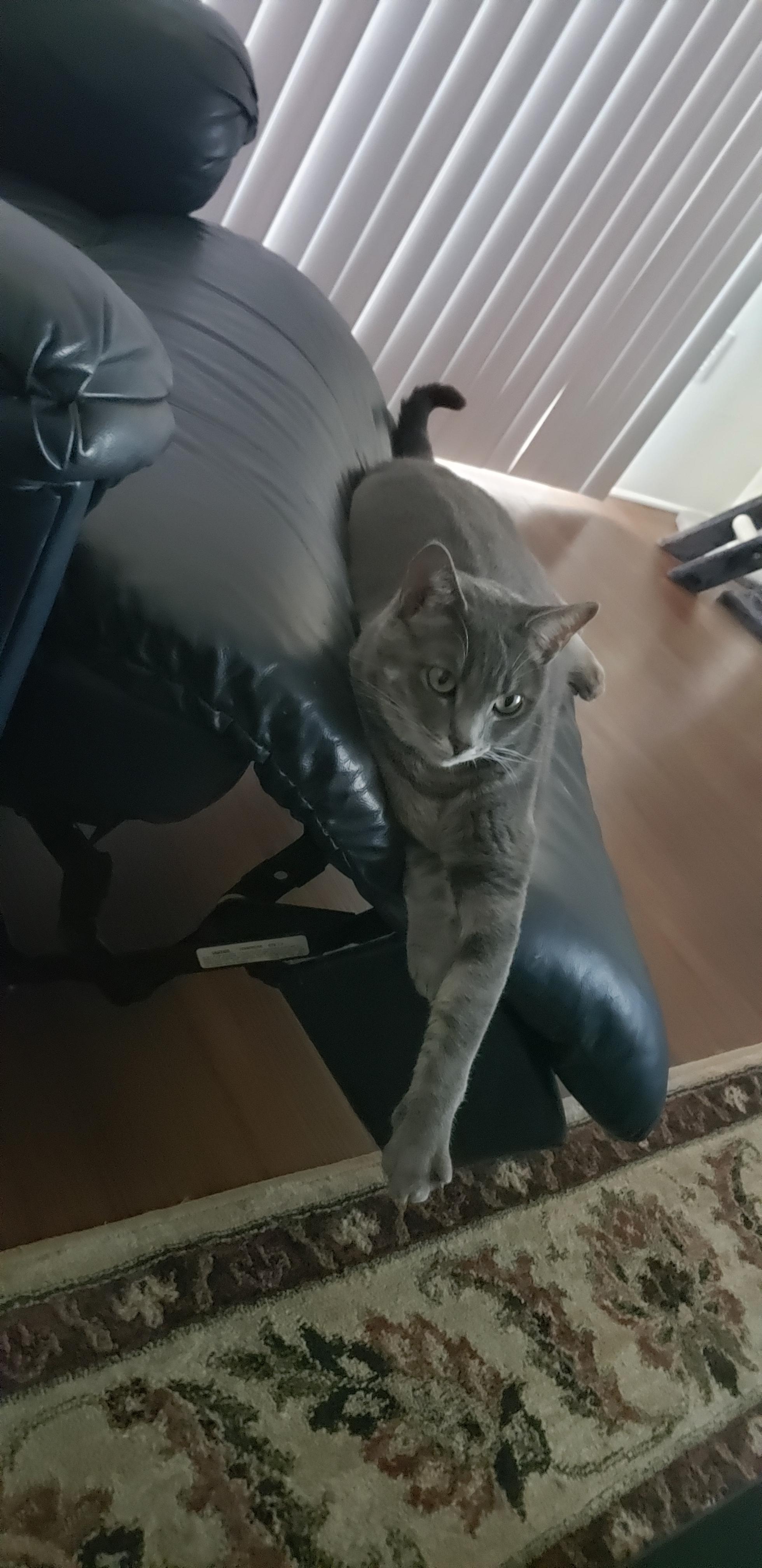 He's chunky r/cats