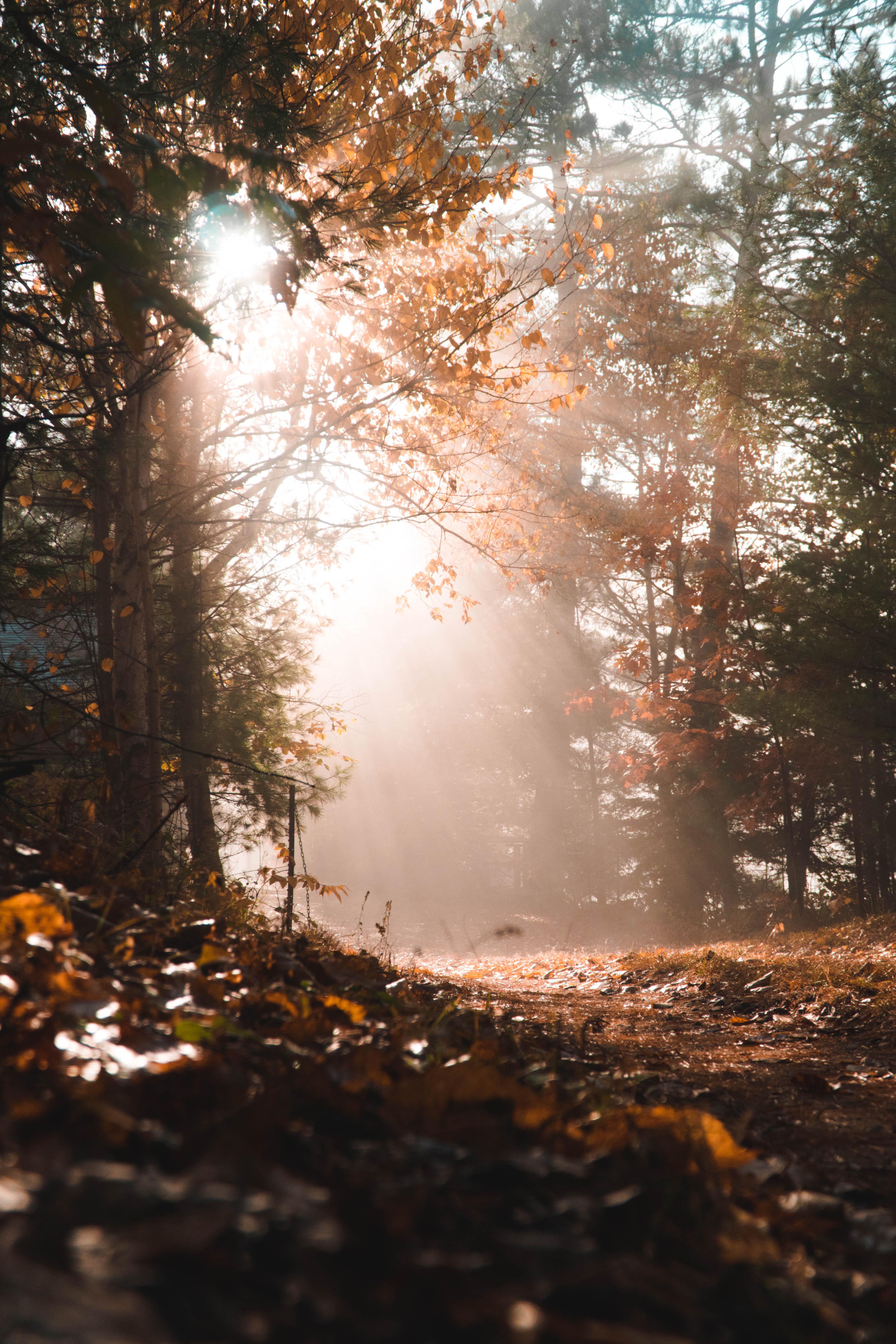 Sun shining through morning mist near Otter Lake, Quebec [OC