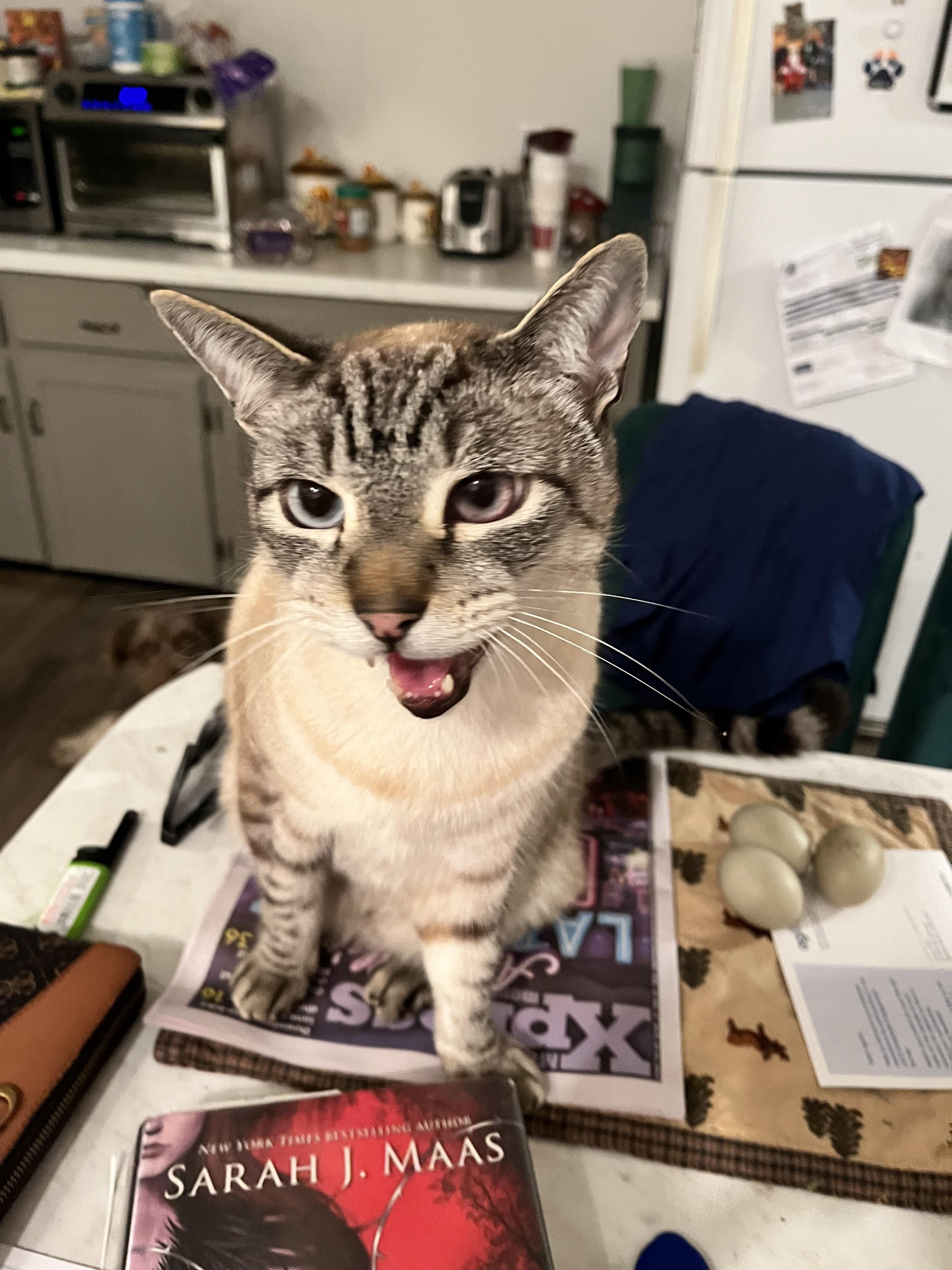 Why is my cats eye changing color? r/cats