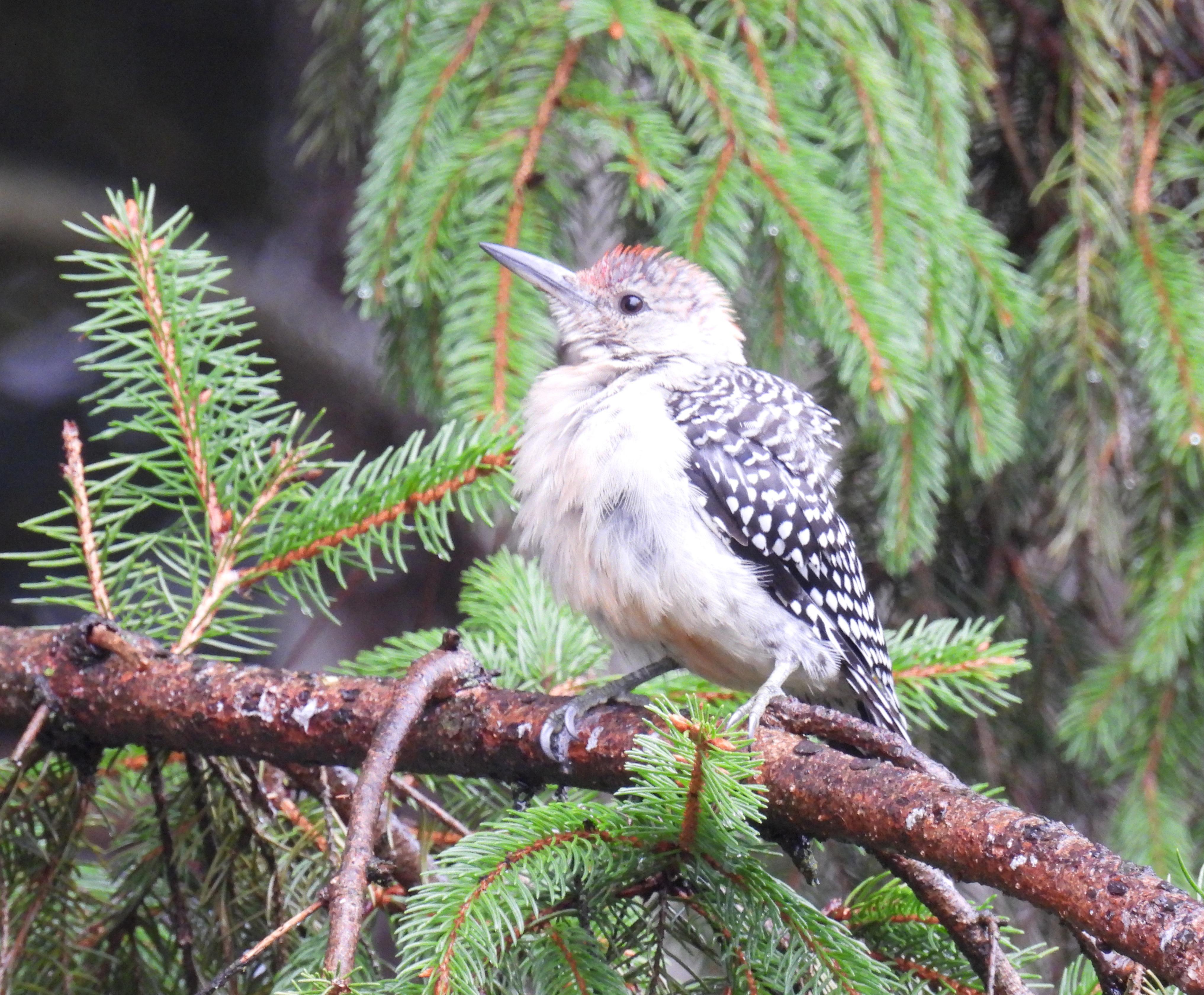 47 Hilarious Cute Rain Puns Punstoppable 🛑