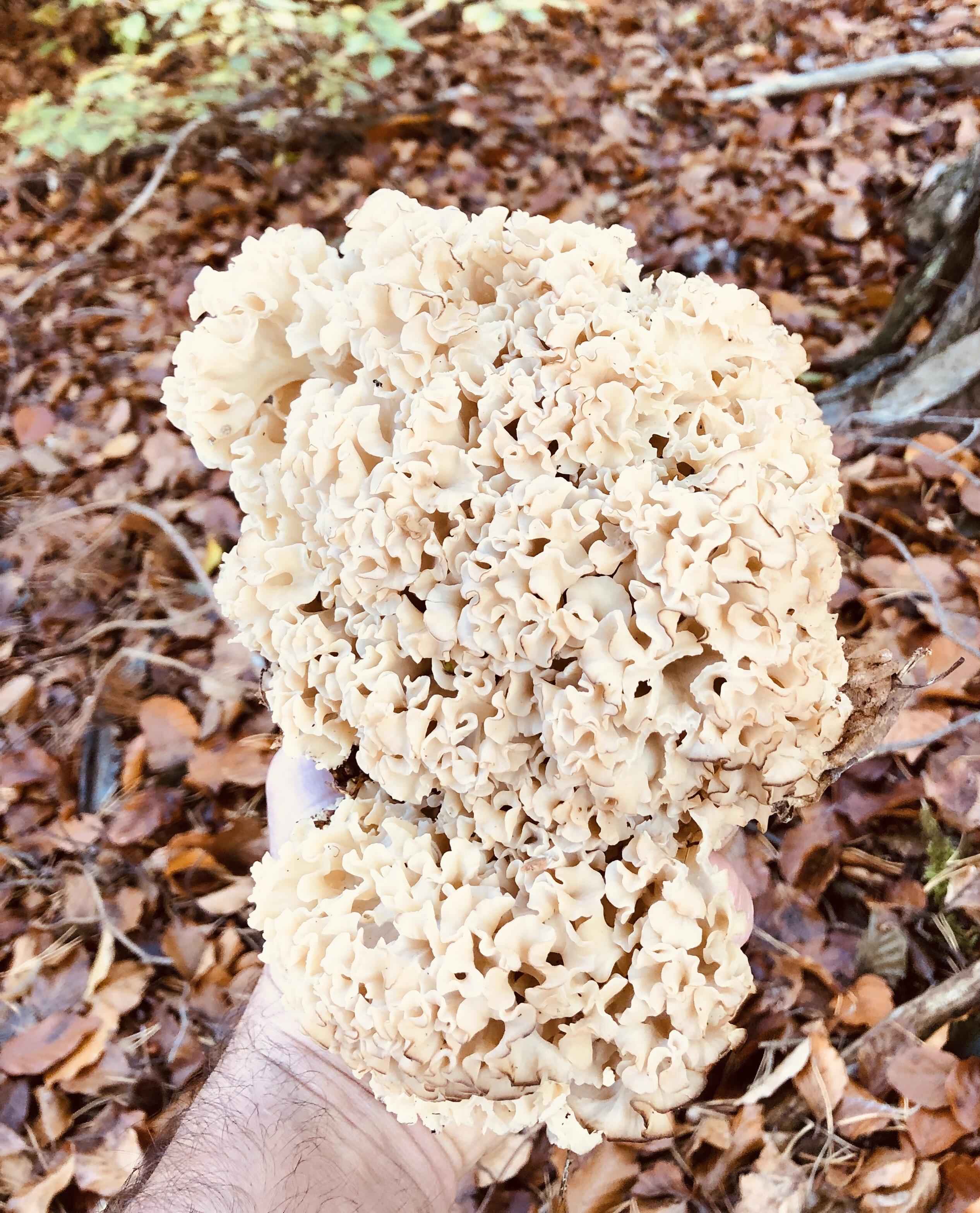 Found my first cauliflower mushroom!