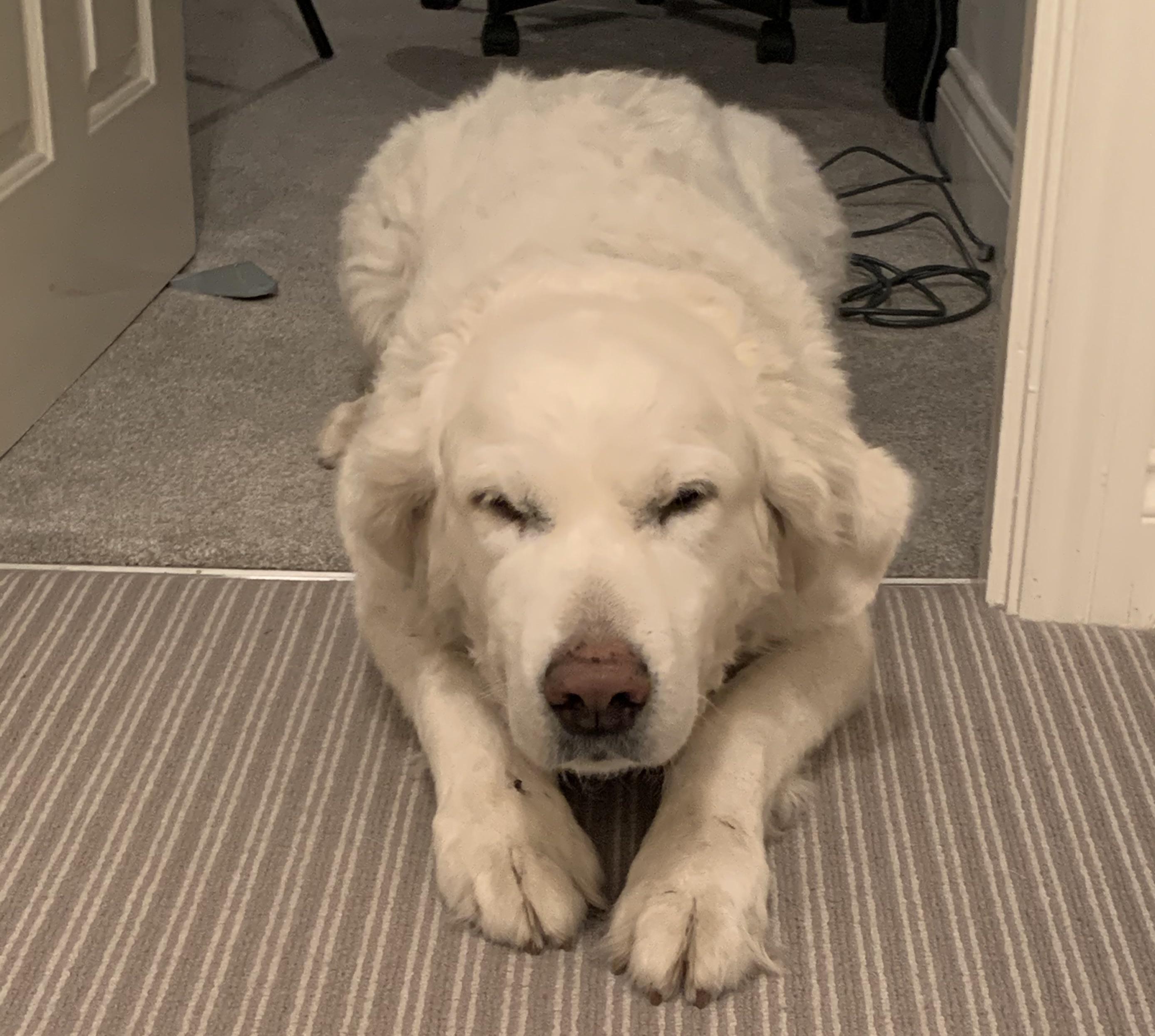 Whenever he’s caught in a place he shouldn’t be in he does squinty eyes