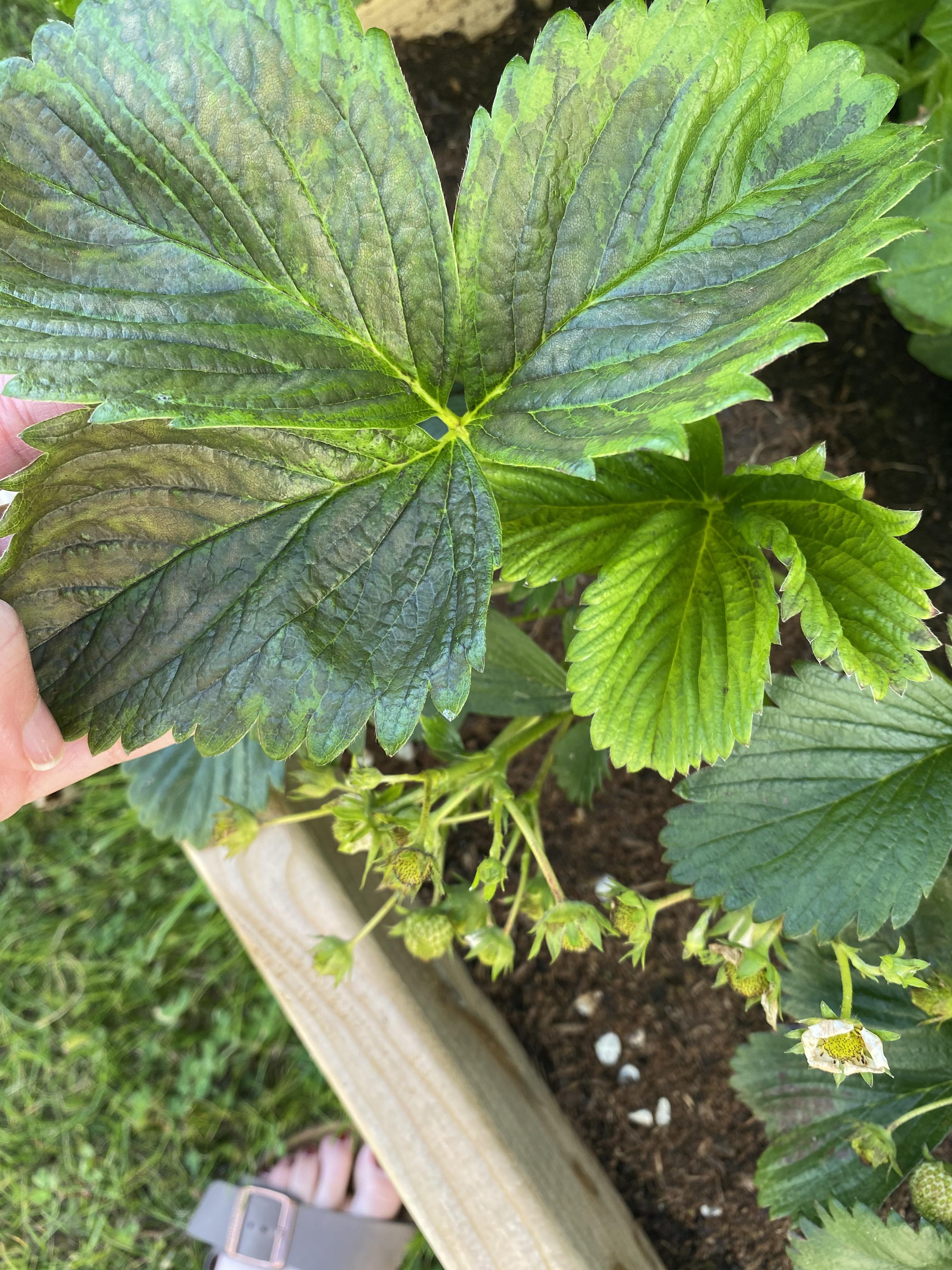 I sprayed soapy water and damaged my plants 😭 how can I save them? More