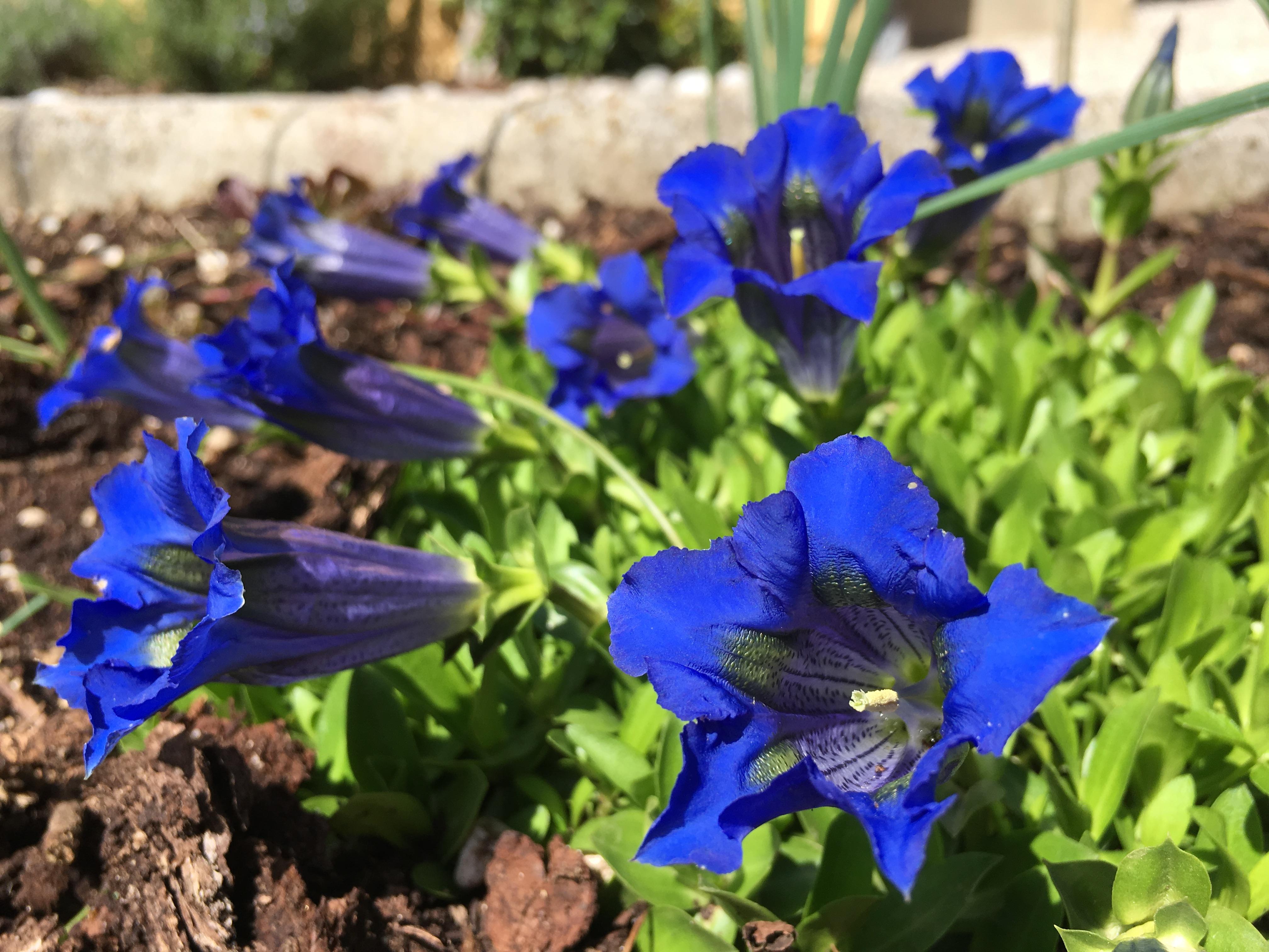 Our stemless gentian (Gentiana acaulis) is enjoying the spring sunshine