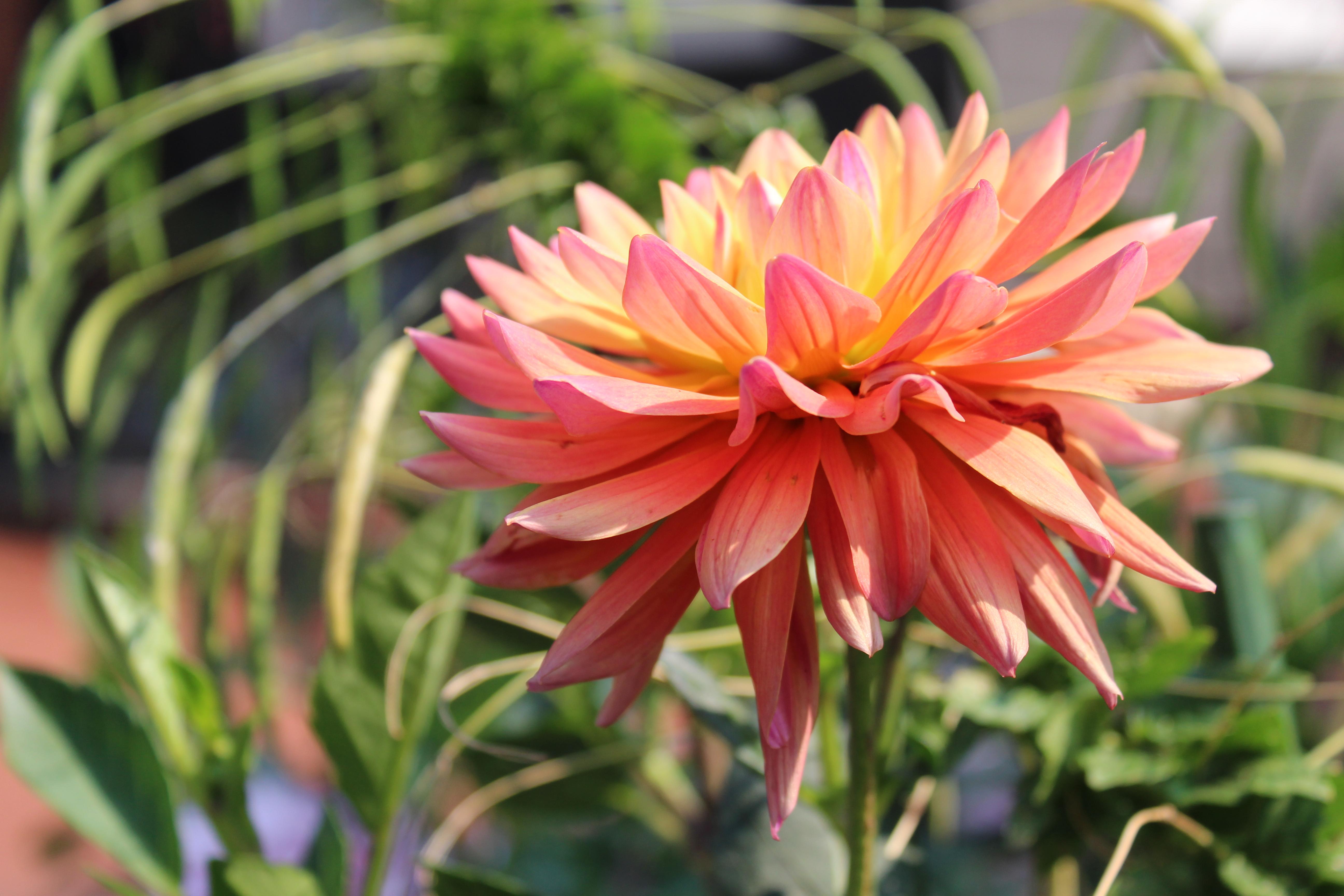 Summer Flower Columbus Ohio r/flowers