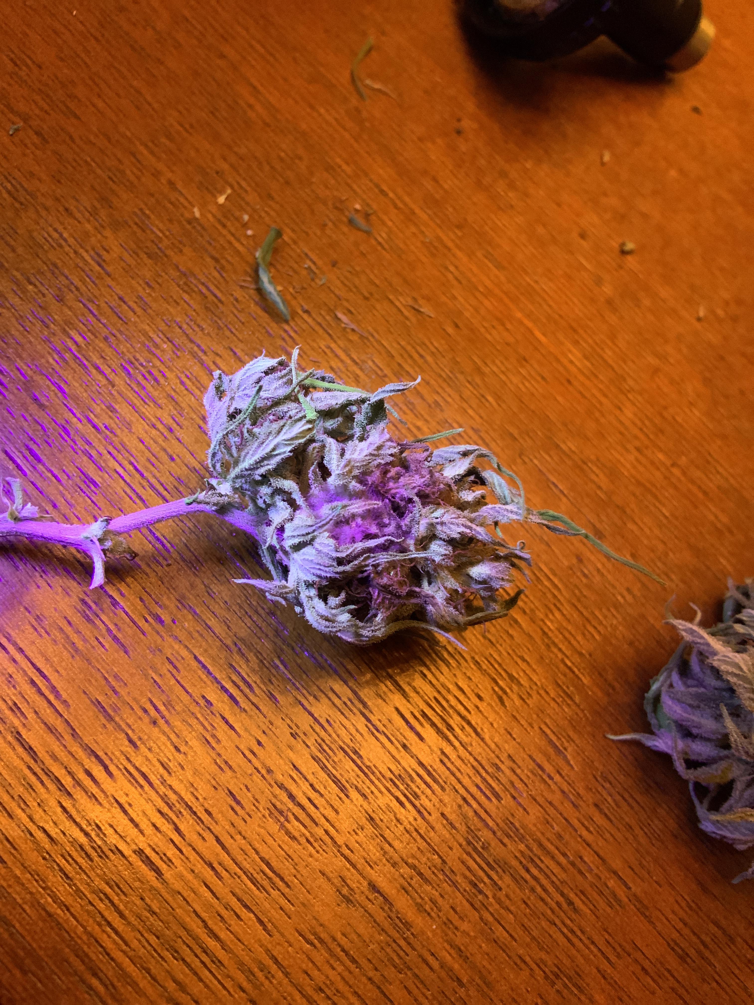 Use black light to find mold before curing !