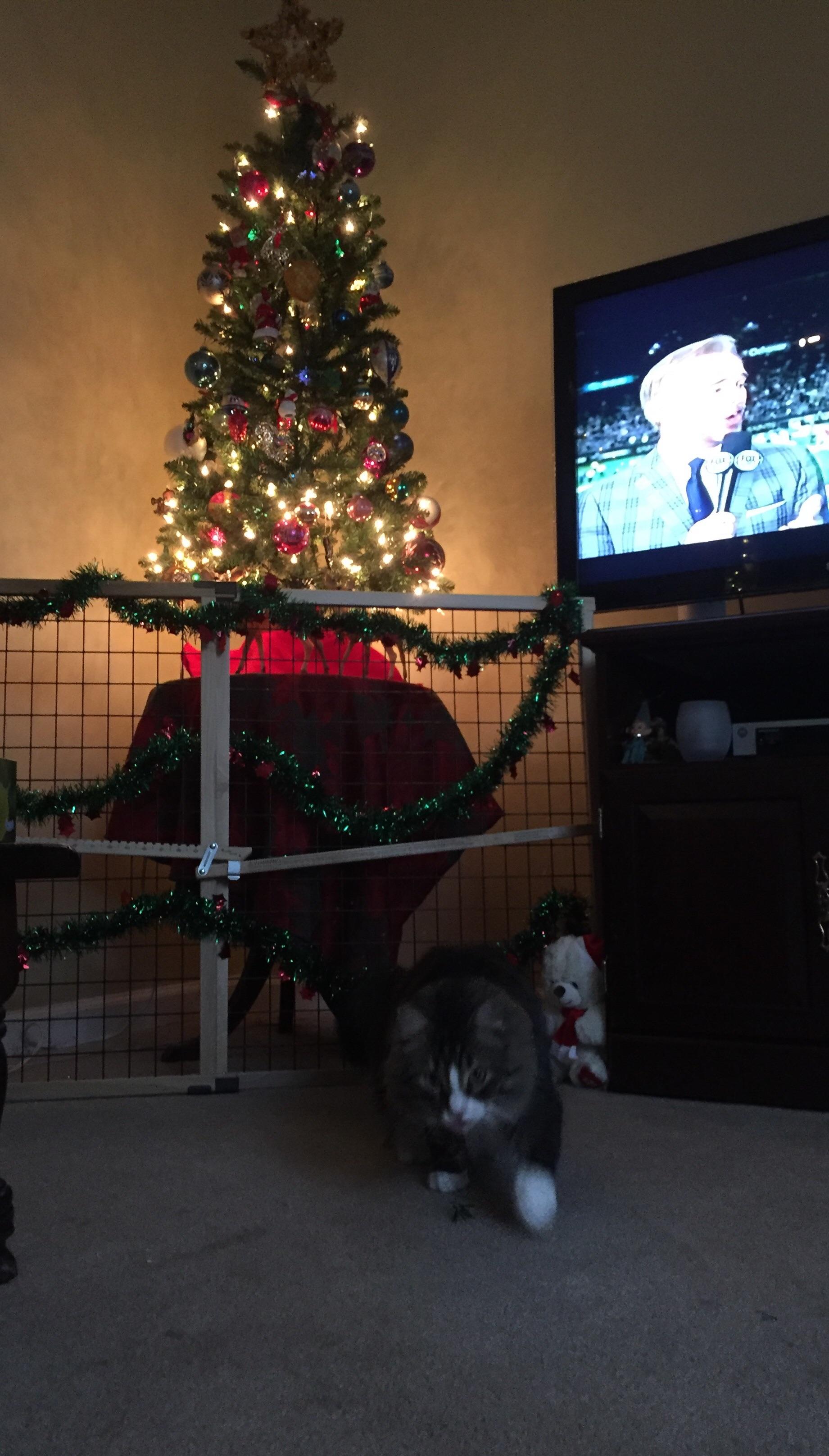 Christmas with a Cat r/cats