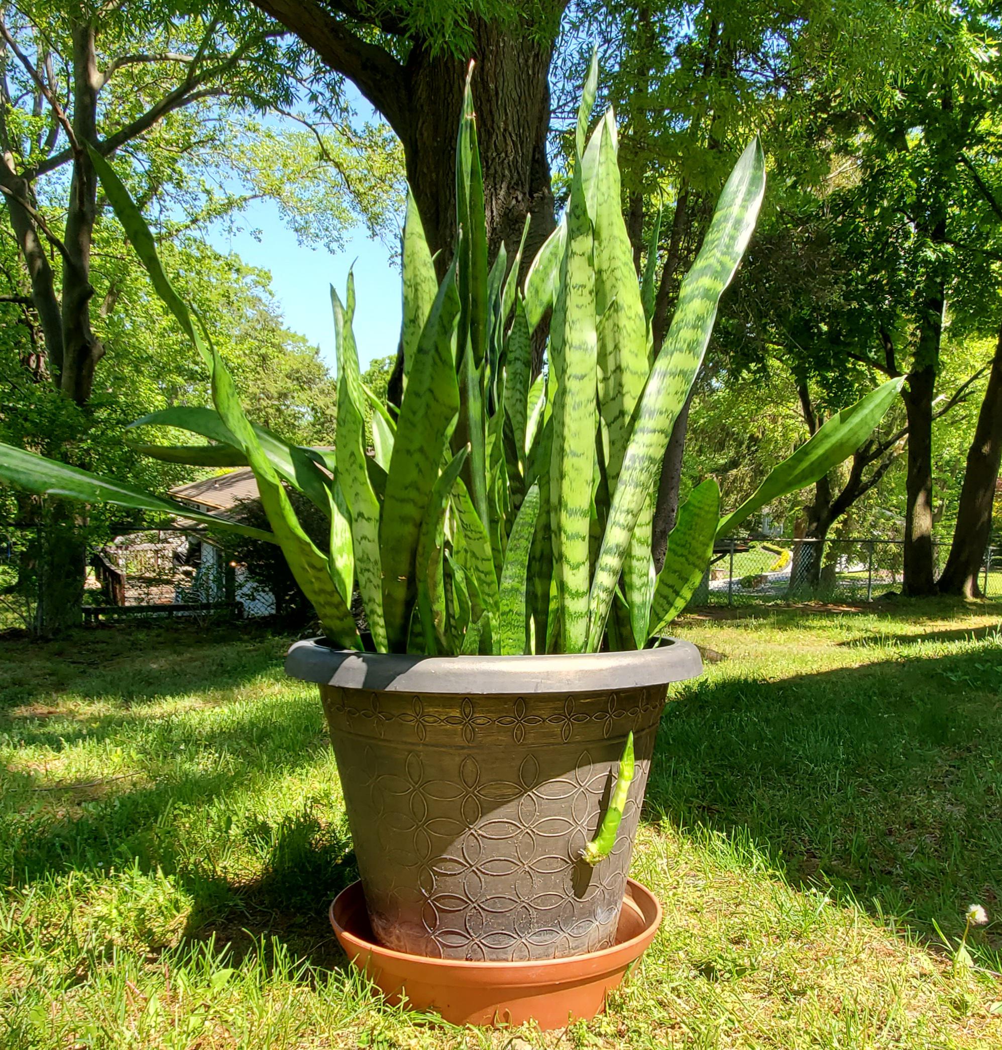 My snake plant breaking through its pot r/pics