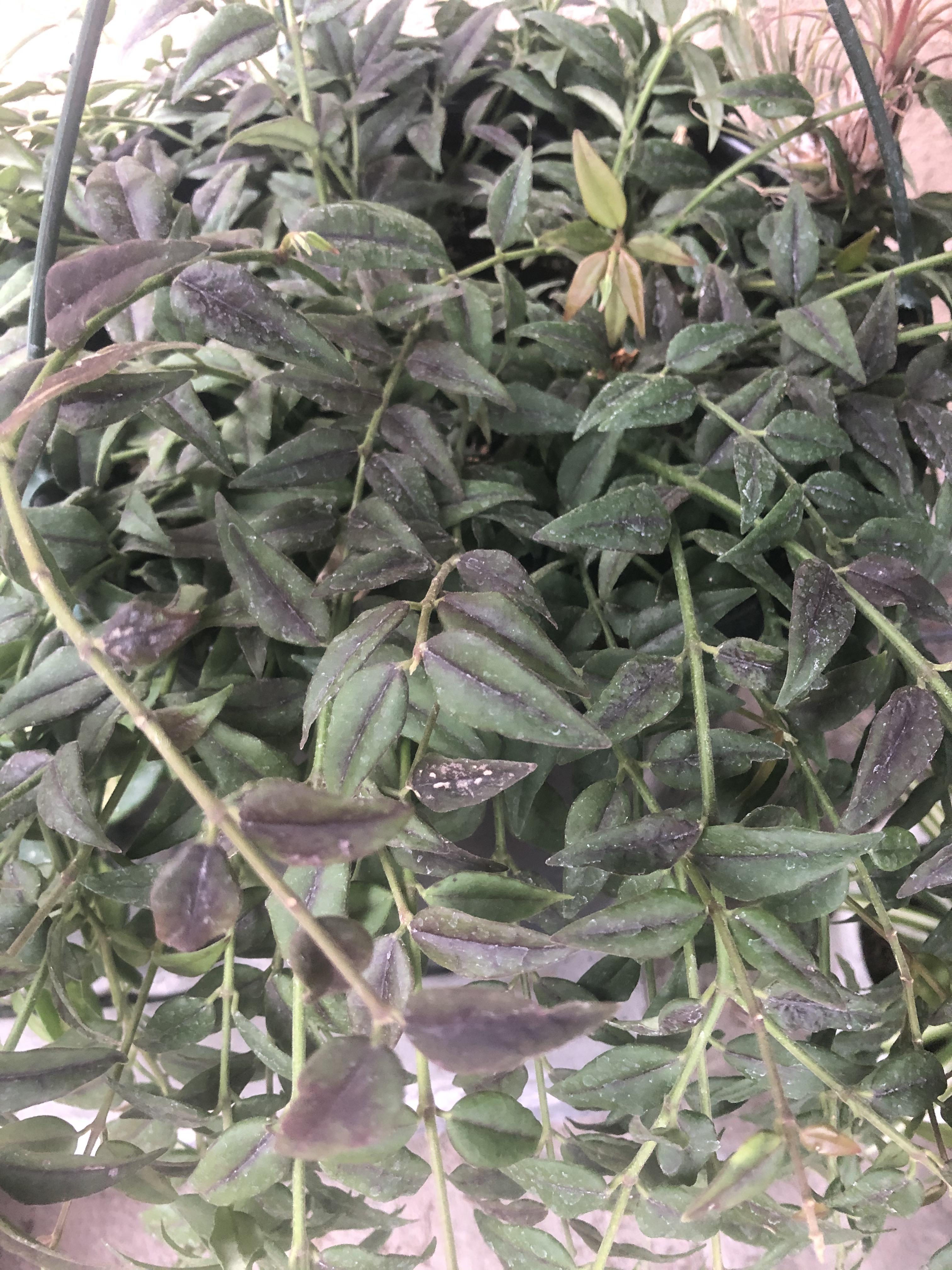 Why are my hoya bella leaves turning black? Any advice? r/houseplants