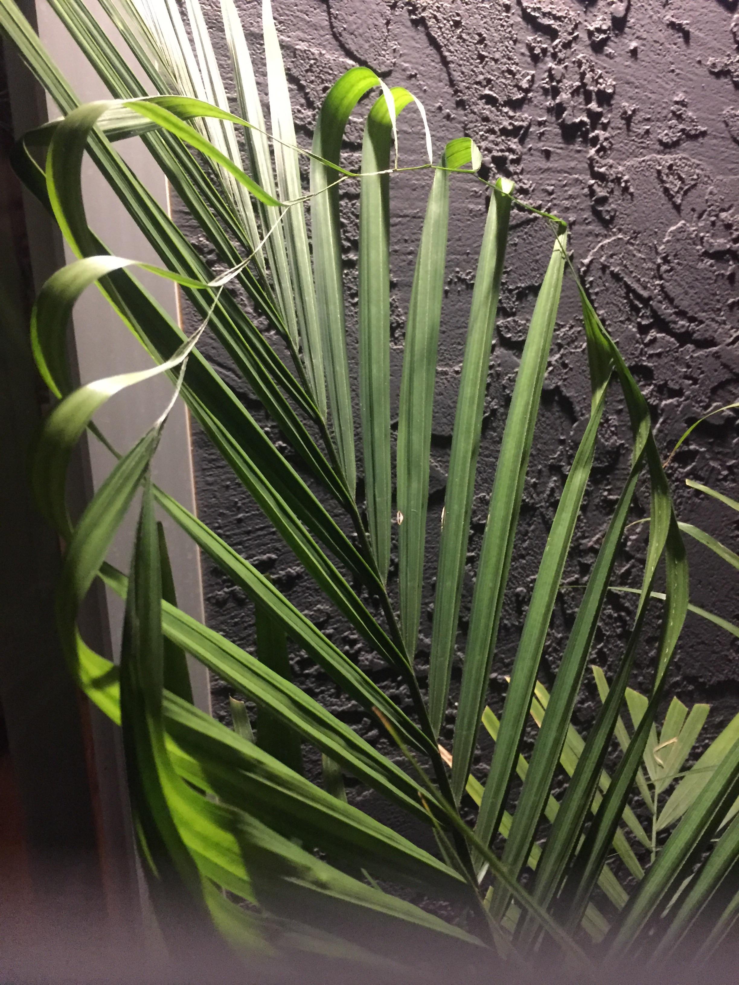How/why did one of my palm fronds fuse together?! r/botany