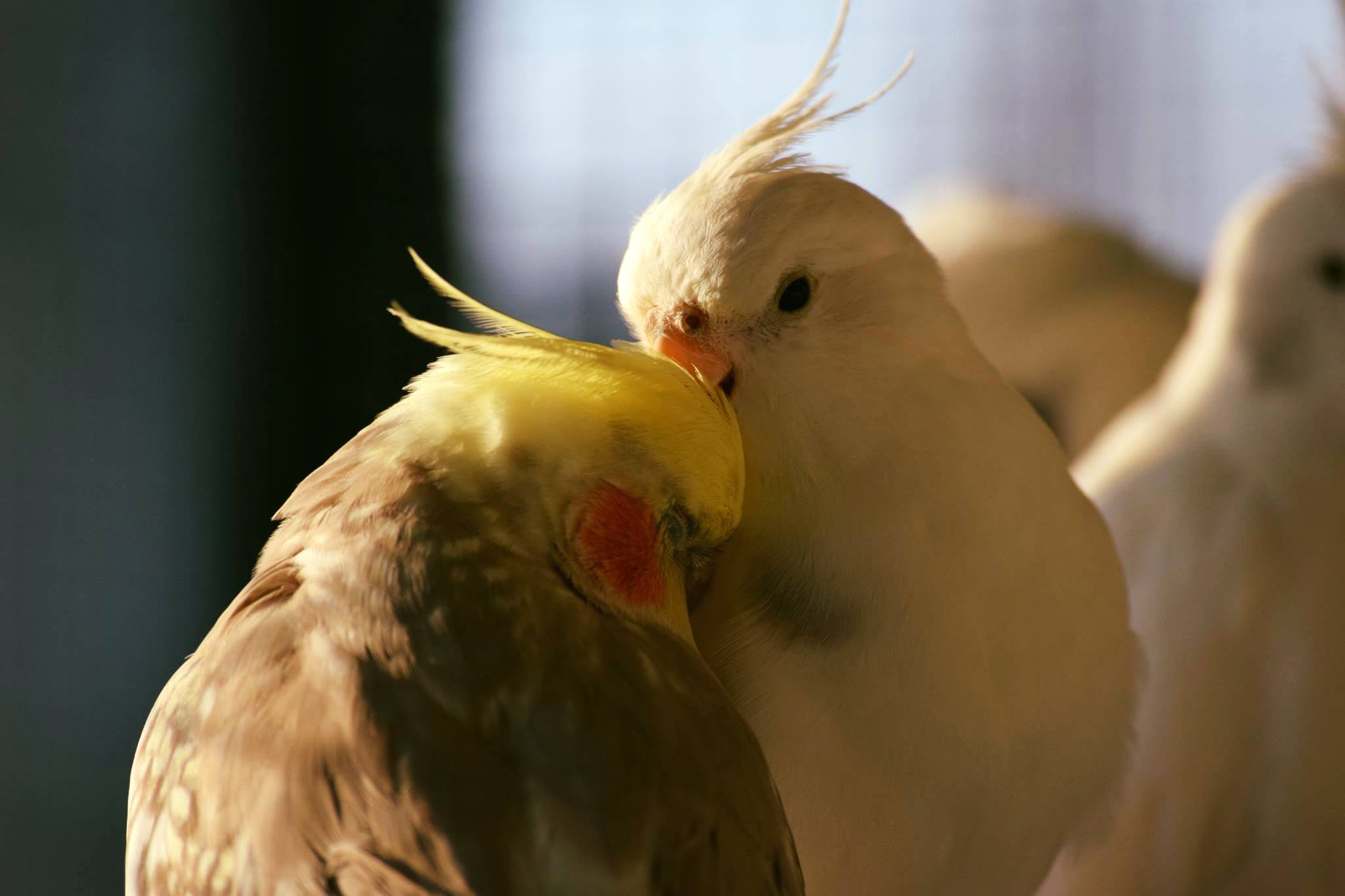 My 2 cockatiels are inseparable and madly in love r/aww