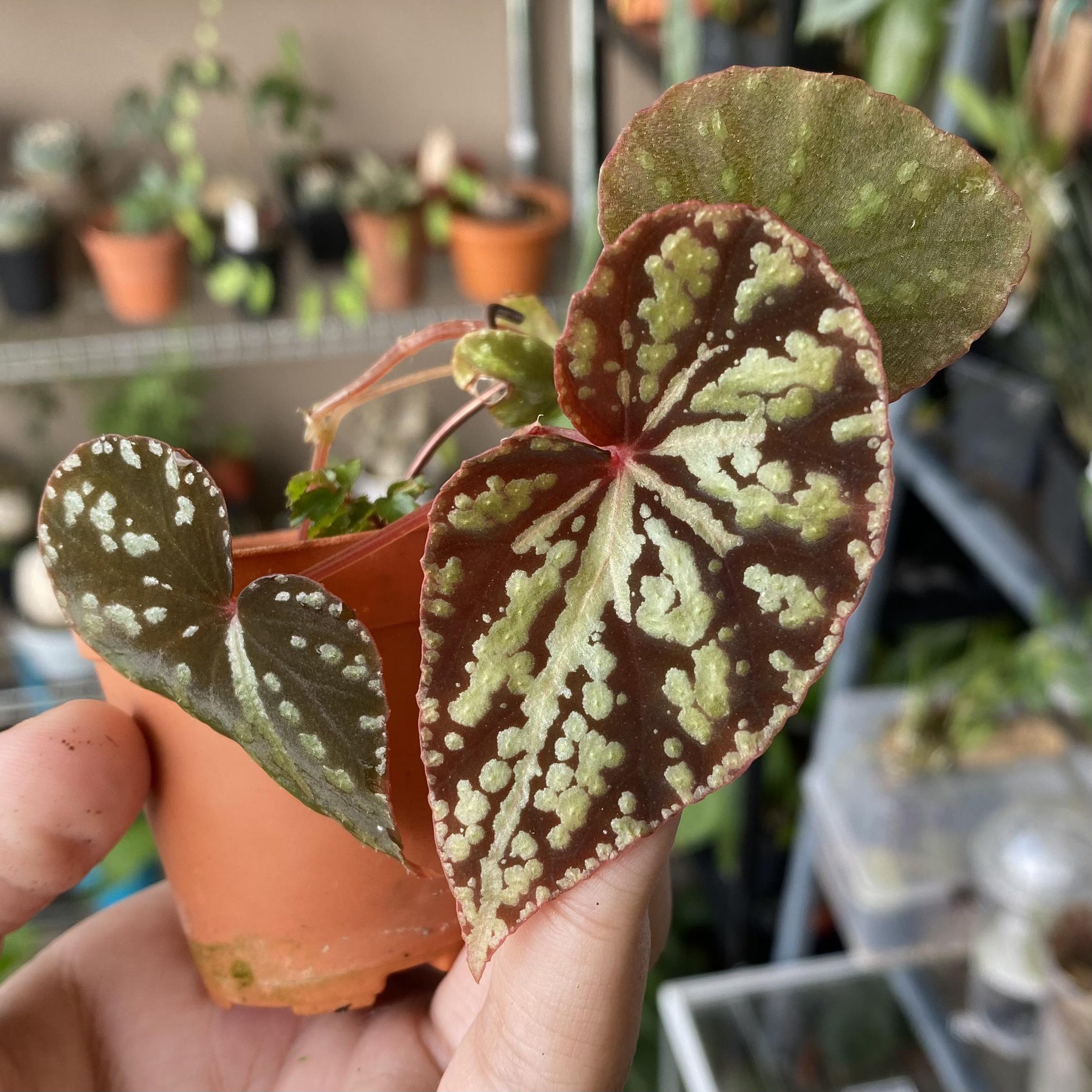 My Begonia variabilis malaysian form. That newest leaf is absolutely