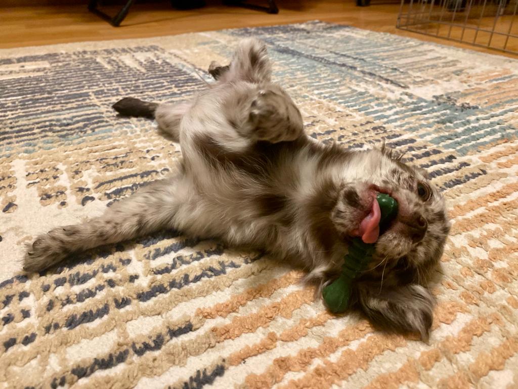 Puppers Hecking dying.