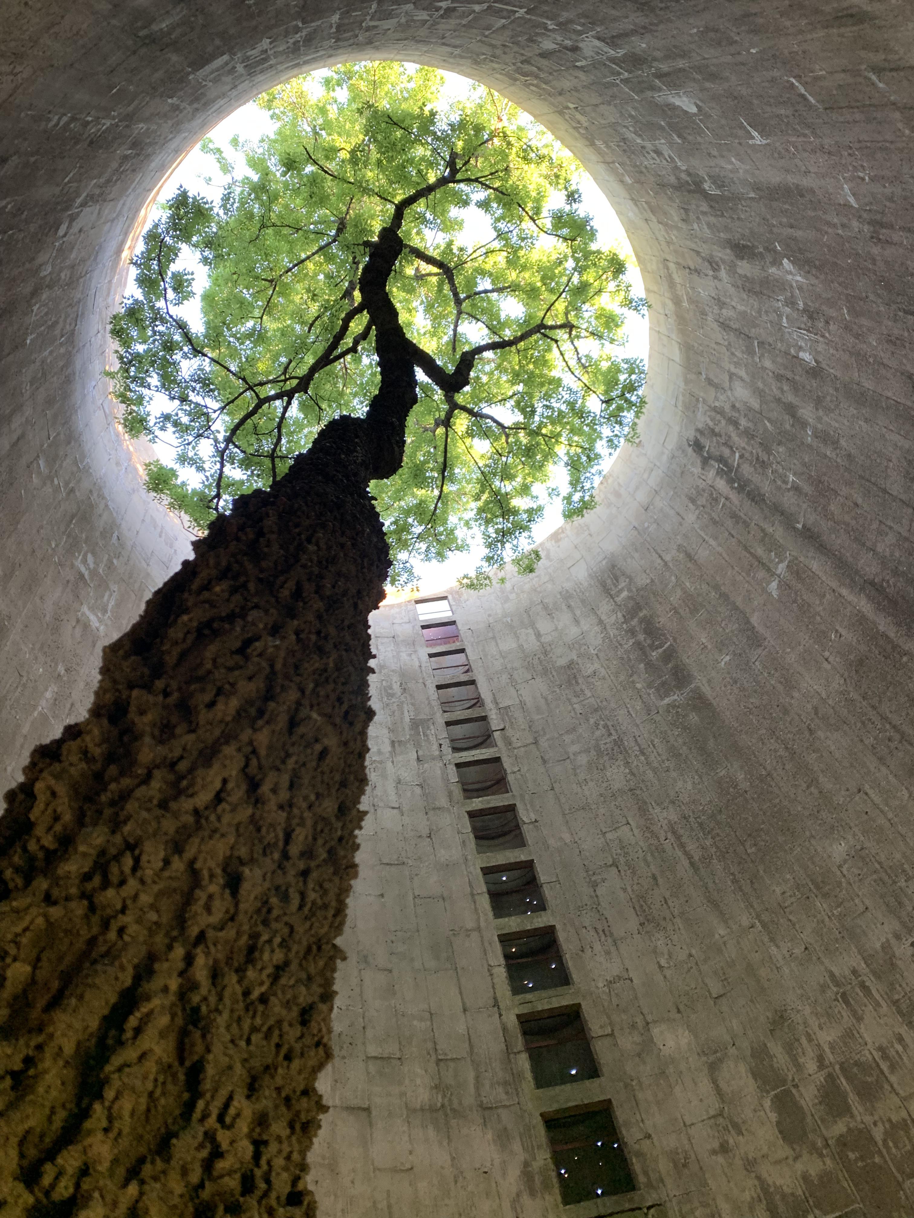 ITAP of a beautiful tree growing inside of an abandoned silo while I