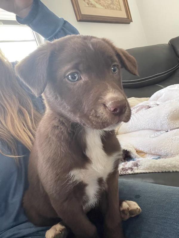 Border Collie Chocolate Lab Mix