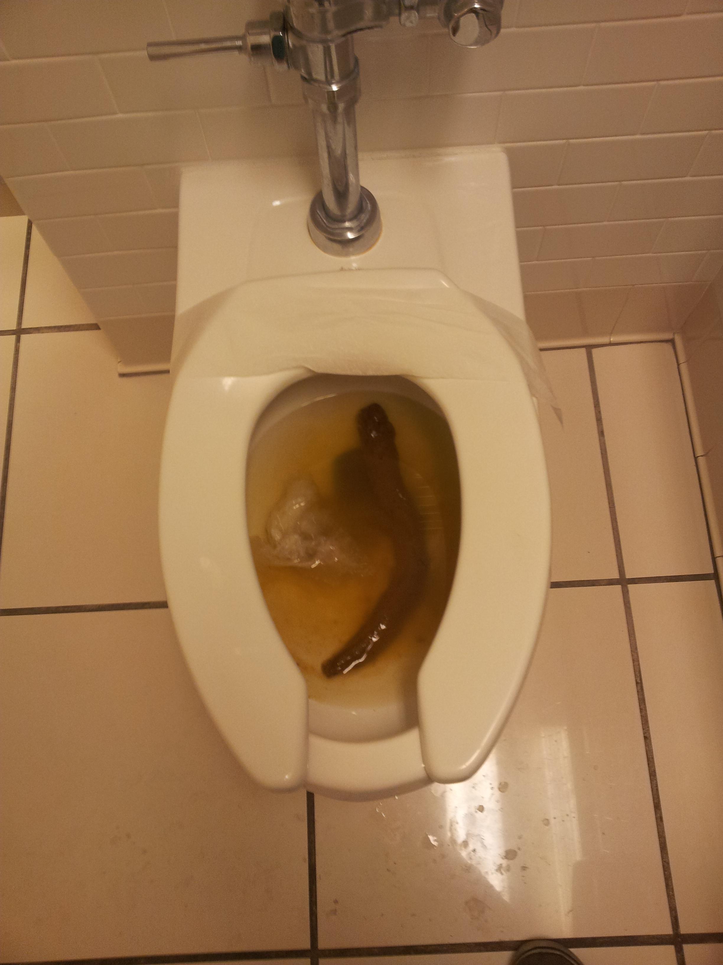 One of my better ones. Clogged the toilet pretty thoroughly. r/ratemypoo