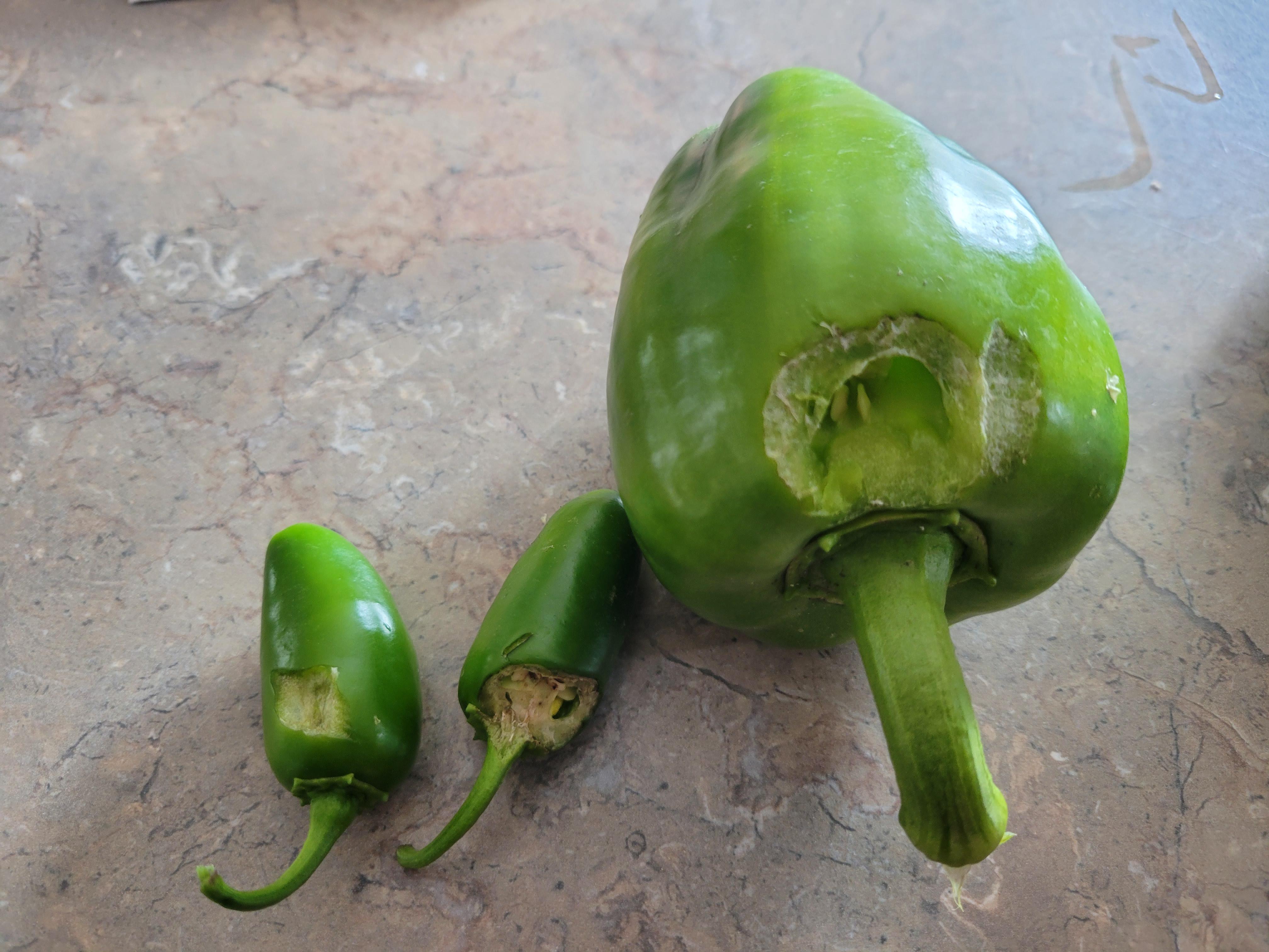 What is eating my peppers?? r/gardening